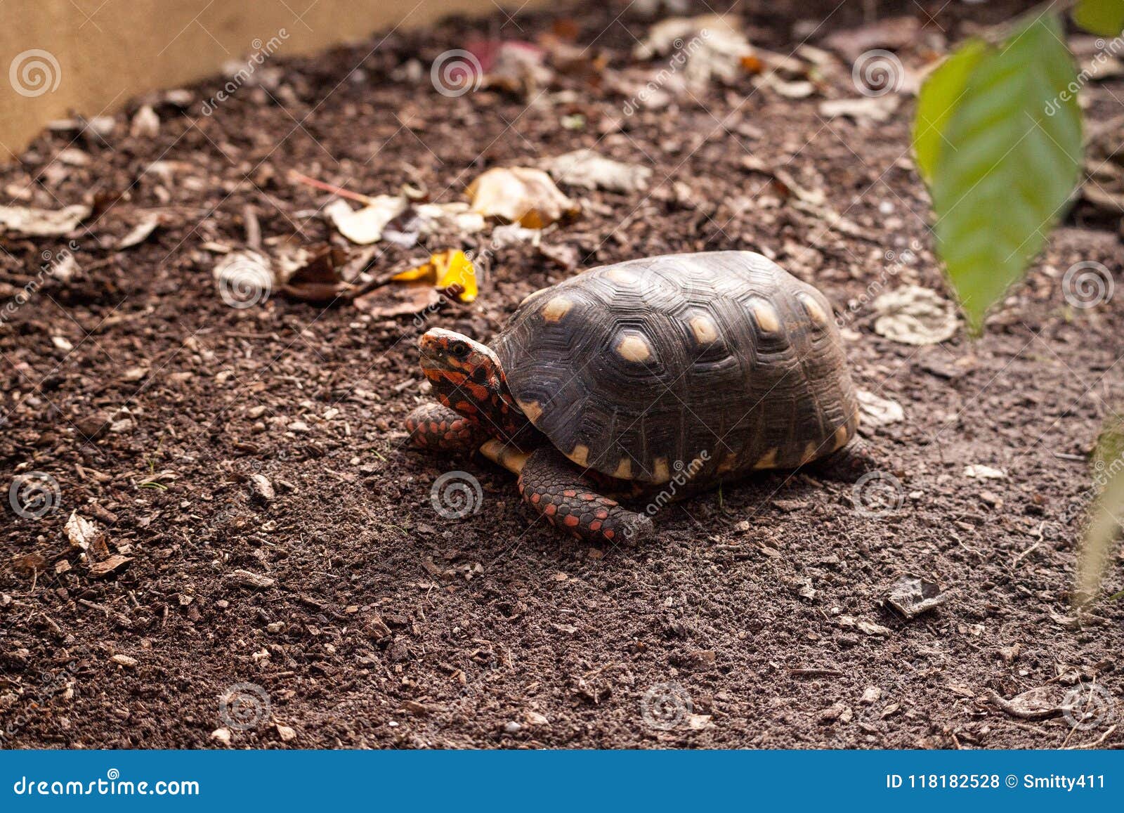 red footed tortoise chelonoidis carbonaria