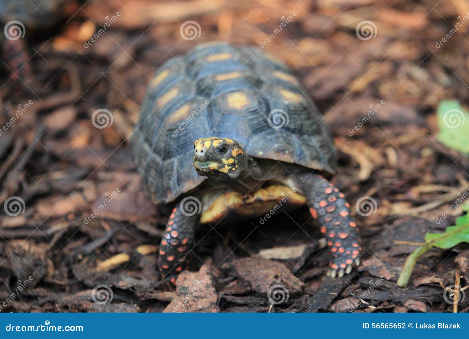red-footed tortoise