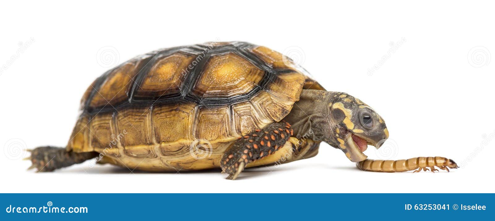 red-footed tortoises, chelonoidis carbonaria, eati