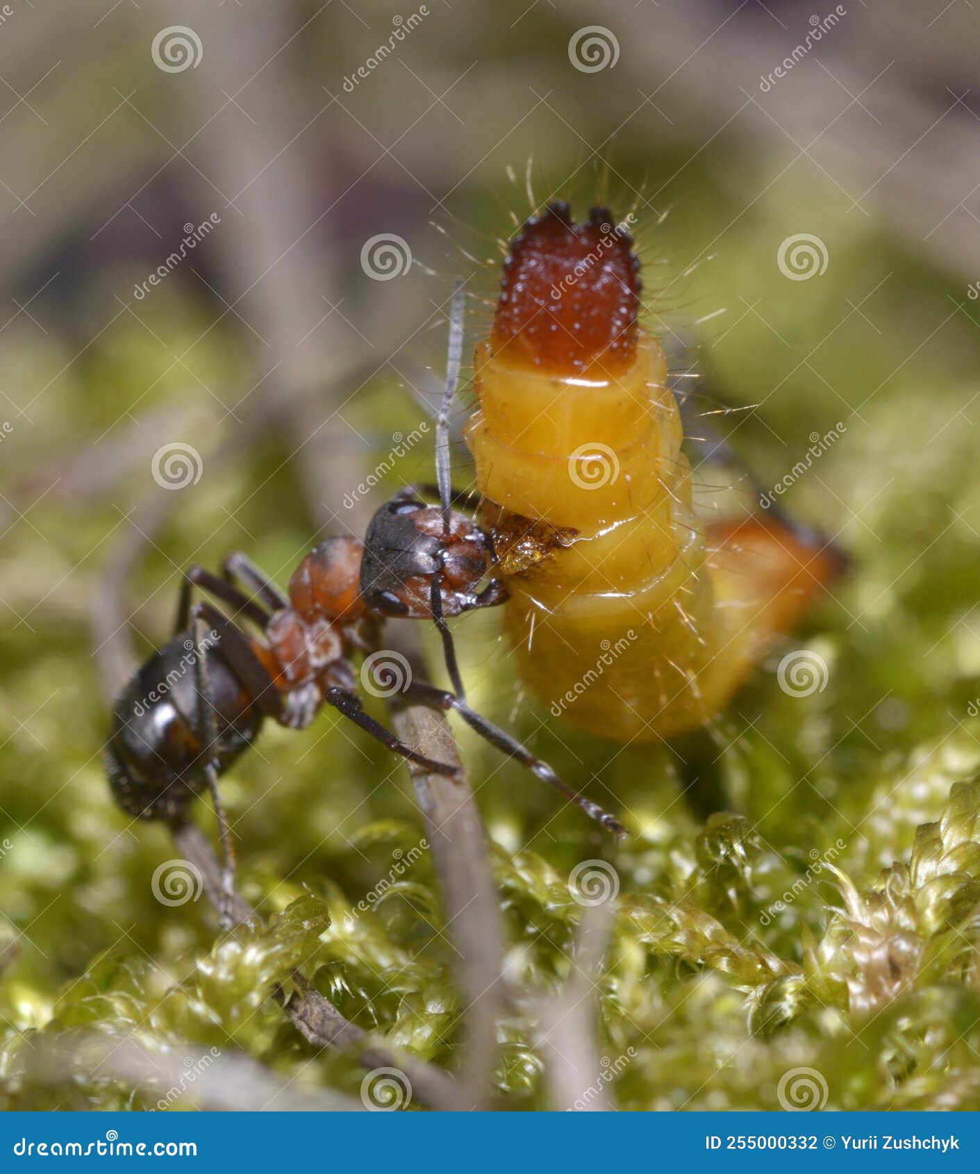 Red Forest Ant Eating Yellow Caterpillar Stock Photo Image of