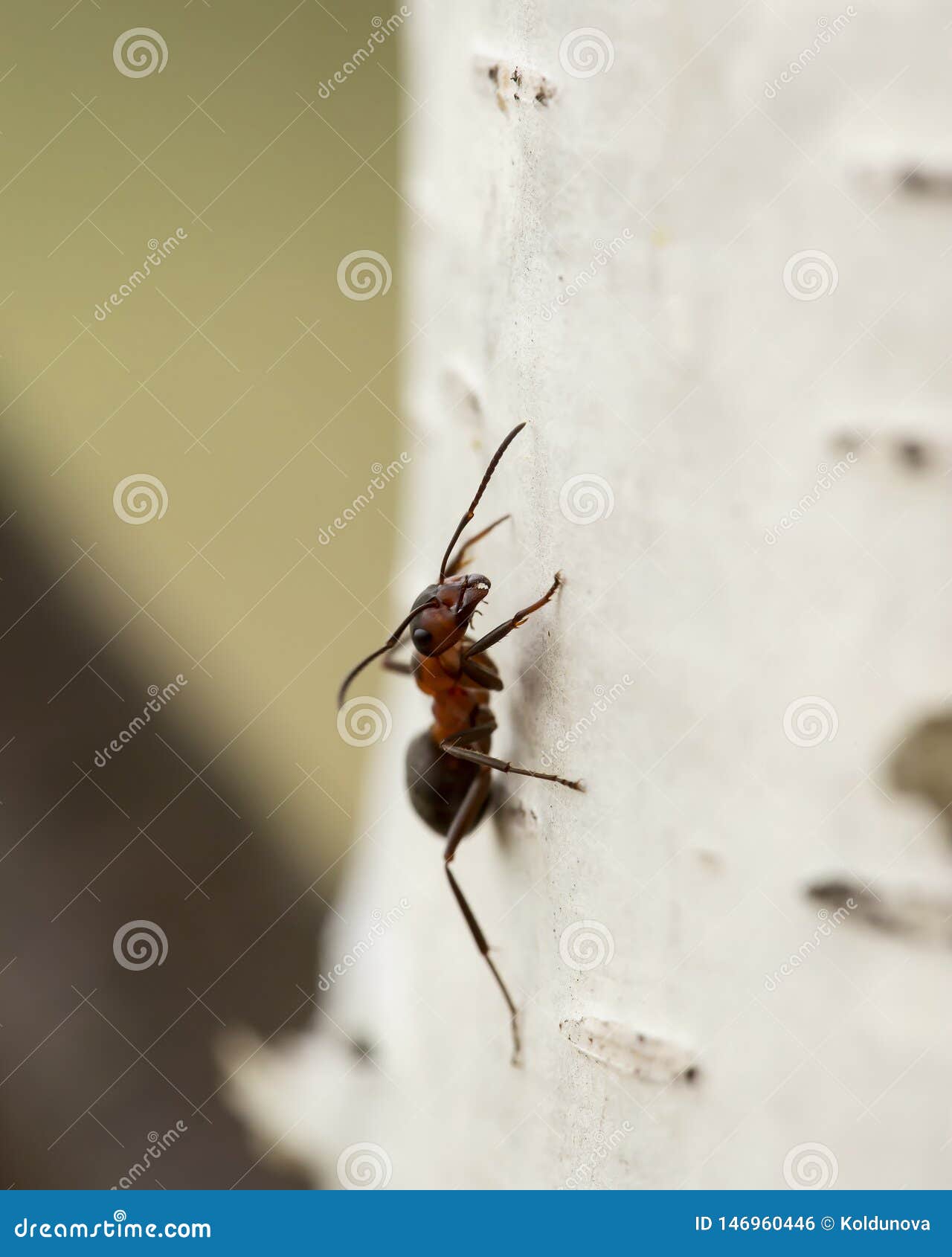 Red Forest Ant Formica Rufa Sitting on a Birch, on a Blurred Background