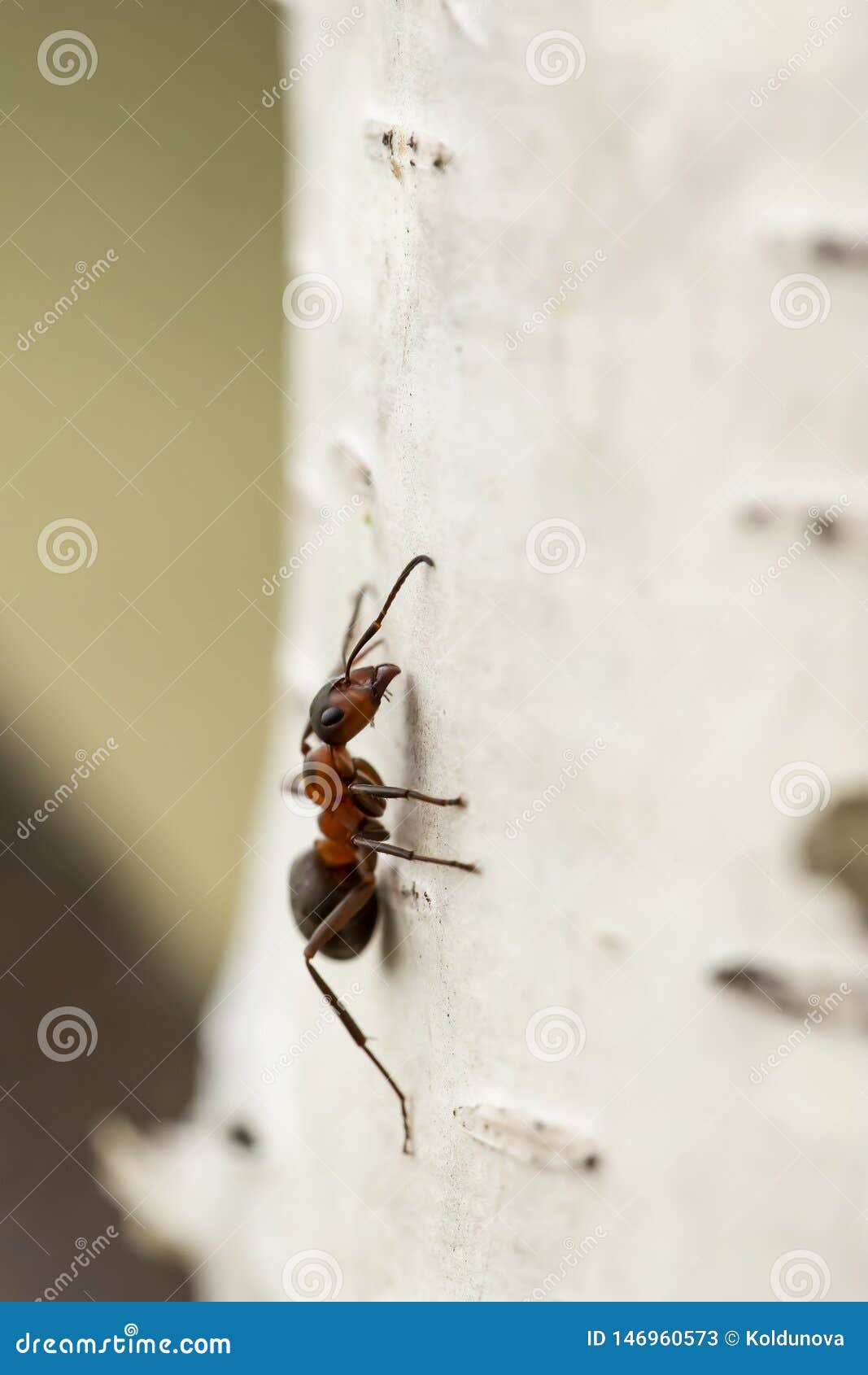 Red Forest Ant Formica Rufa Sitting on a Birch, on a Blurred Background