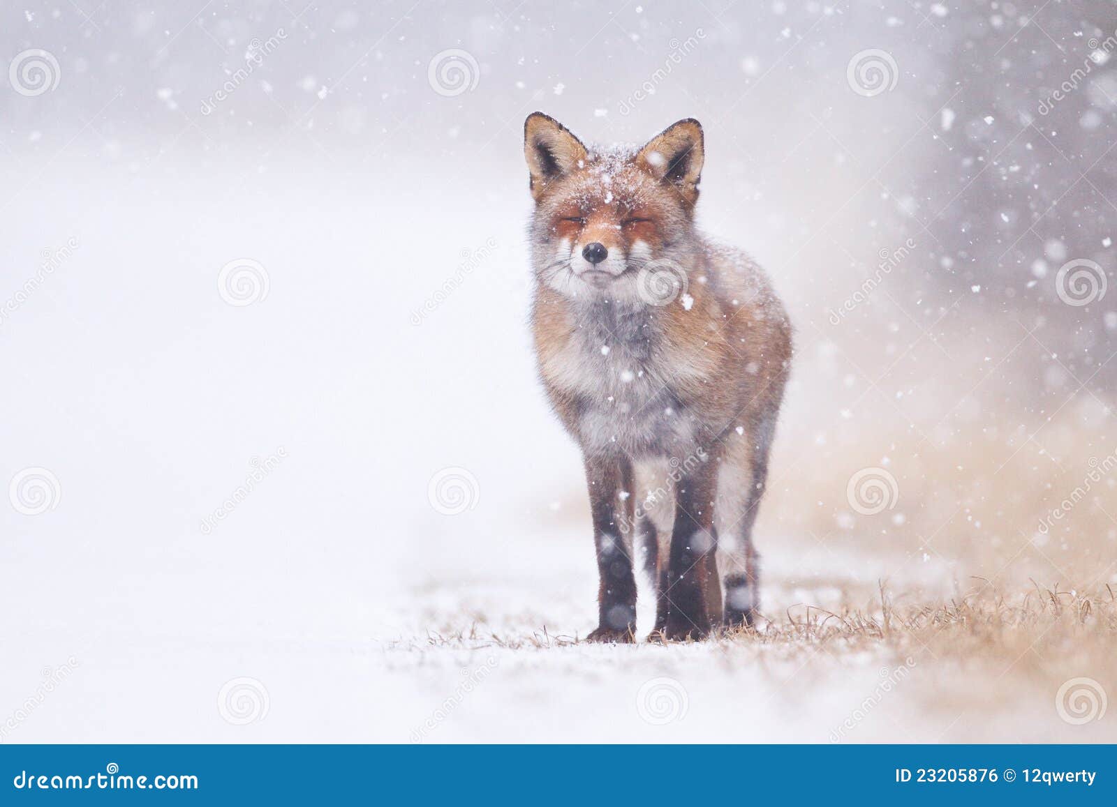 red fox