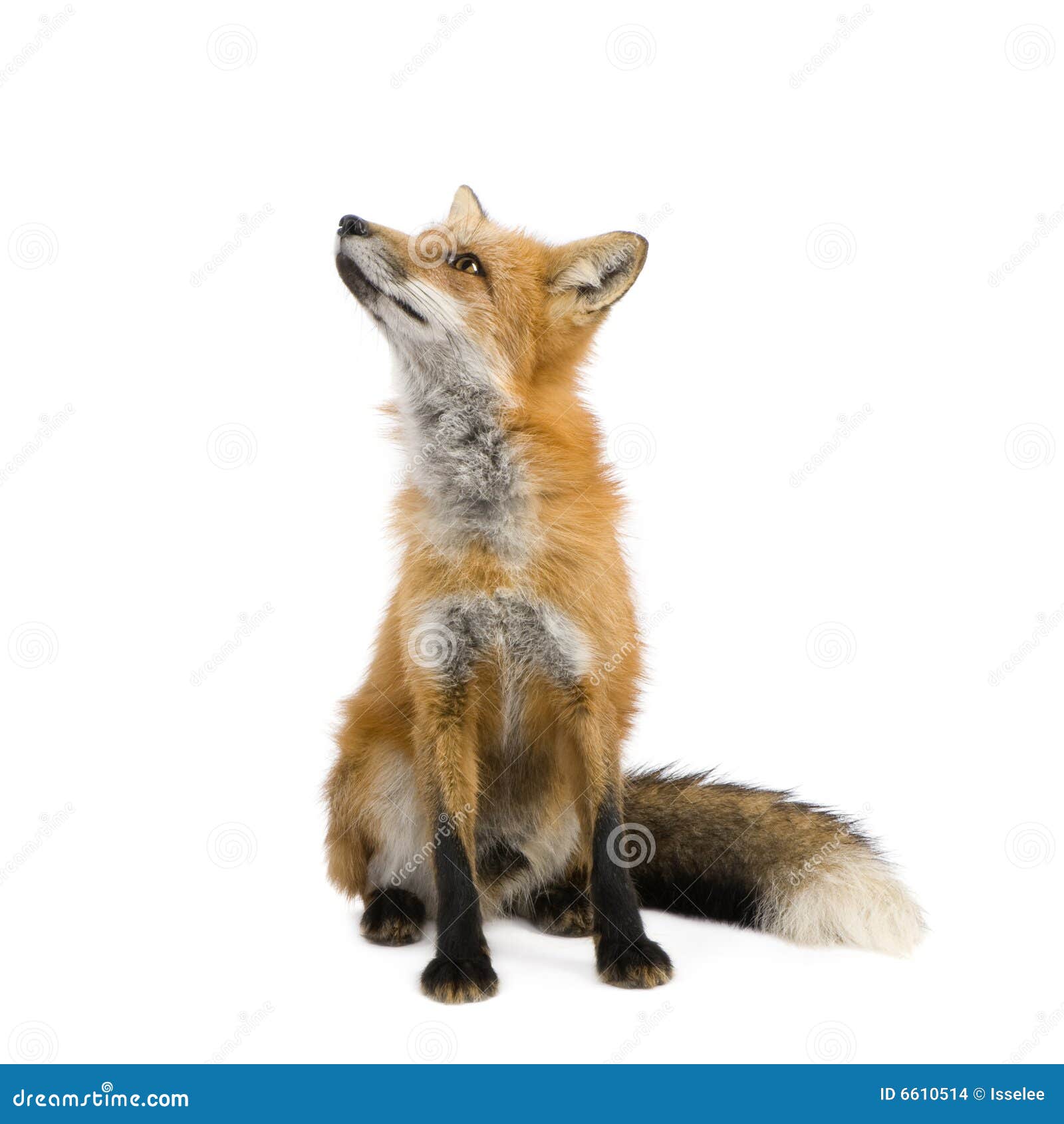 red fox (4 years)- vulpes vulpes