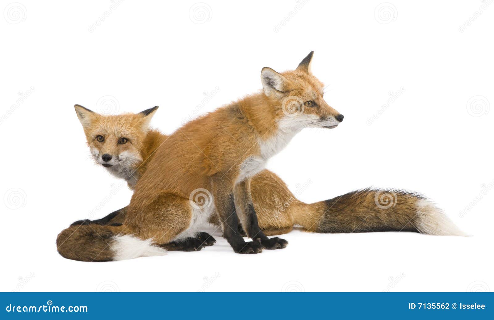 red fox (4 years)- vulpes vulpes