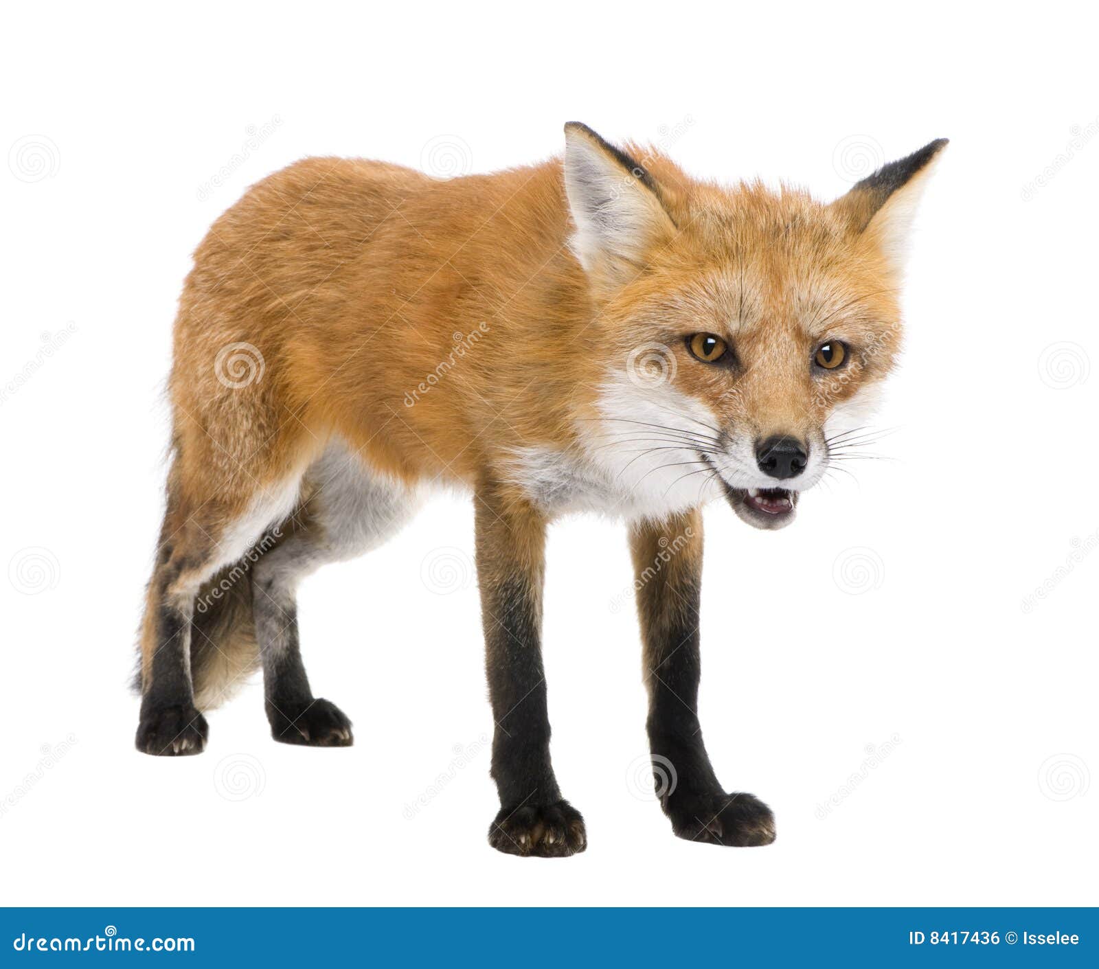 red fox (4 years)- vulpes vulpes