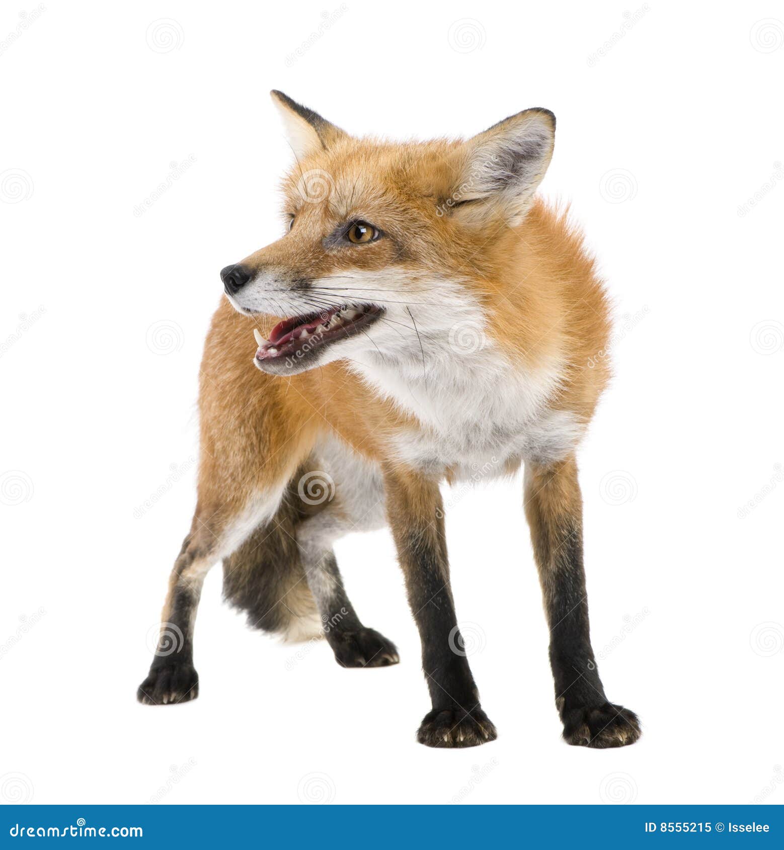 red fox (4 years)- vulpes vulpes