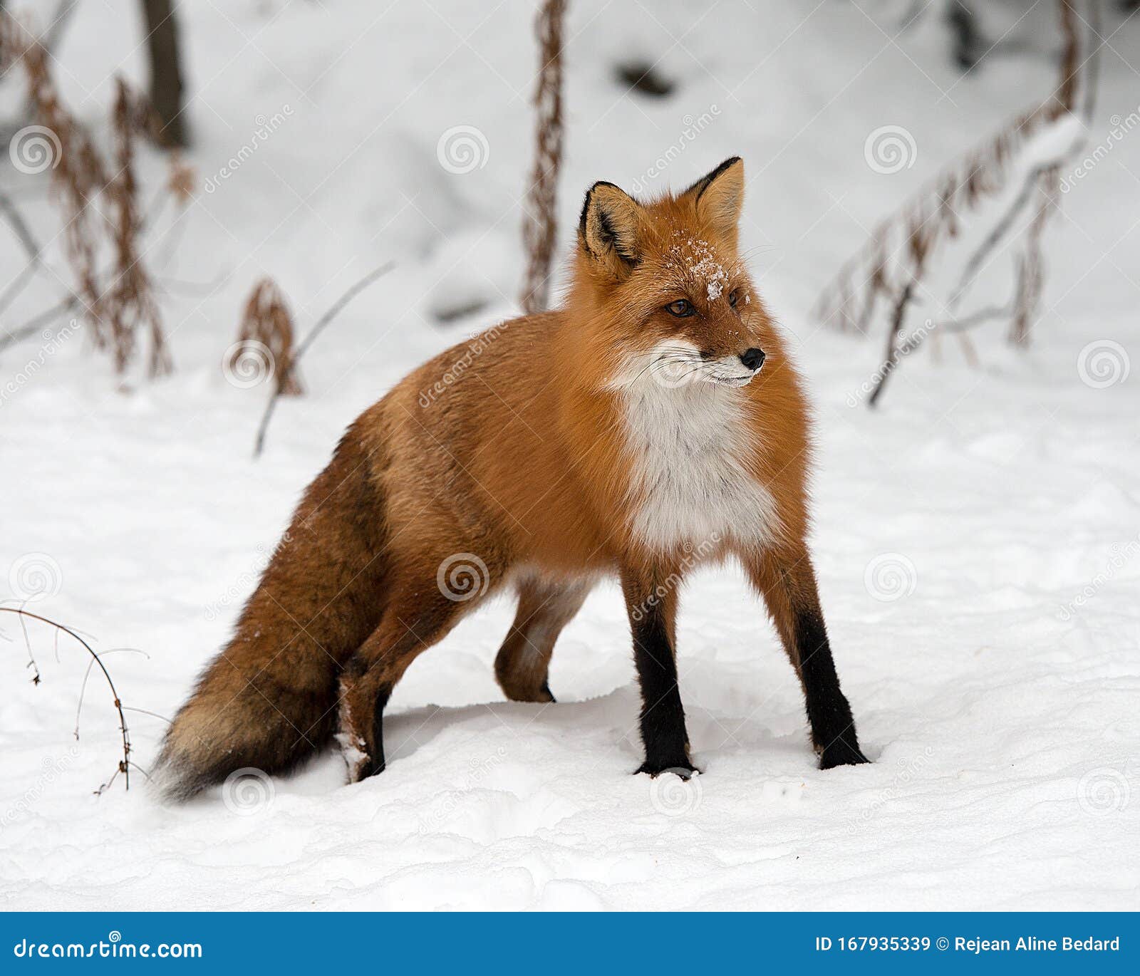 Red Fox Animal Stock Photo. Red Fox in the Winter Season Face with