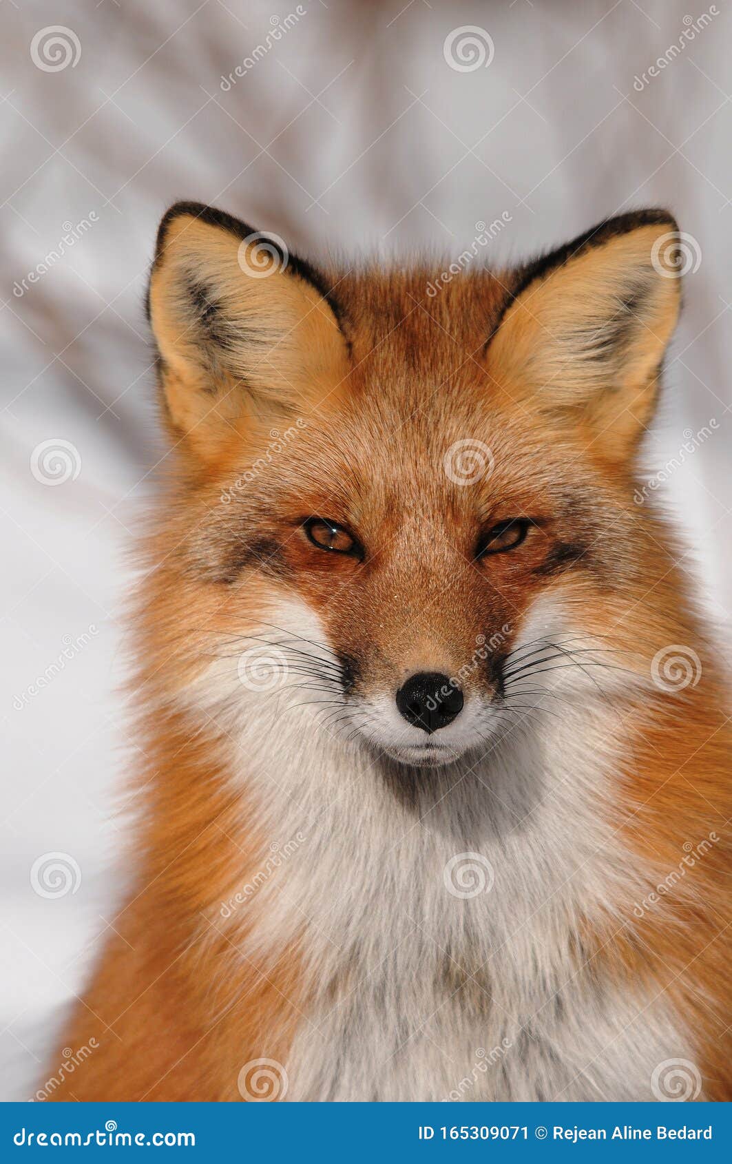 Red Fox Animal Photo. Fox Red Fox Anima Head Closeup Profile View Portrait in the Winter Season. Red Fox Head Close-up Profile Stock Image - Image of eyes, portrait: 165309071 Red Fox Animal Photo. Fox Red Fox Anima Head Closeup Profile View Portrait in the Winter Season. Red Fox Head Close-up Profile Stock Image - Image of eyes, portrait: 165309071