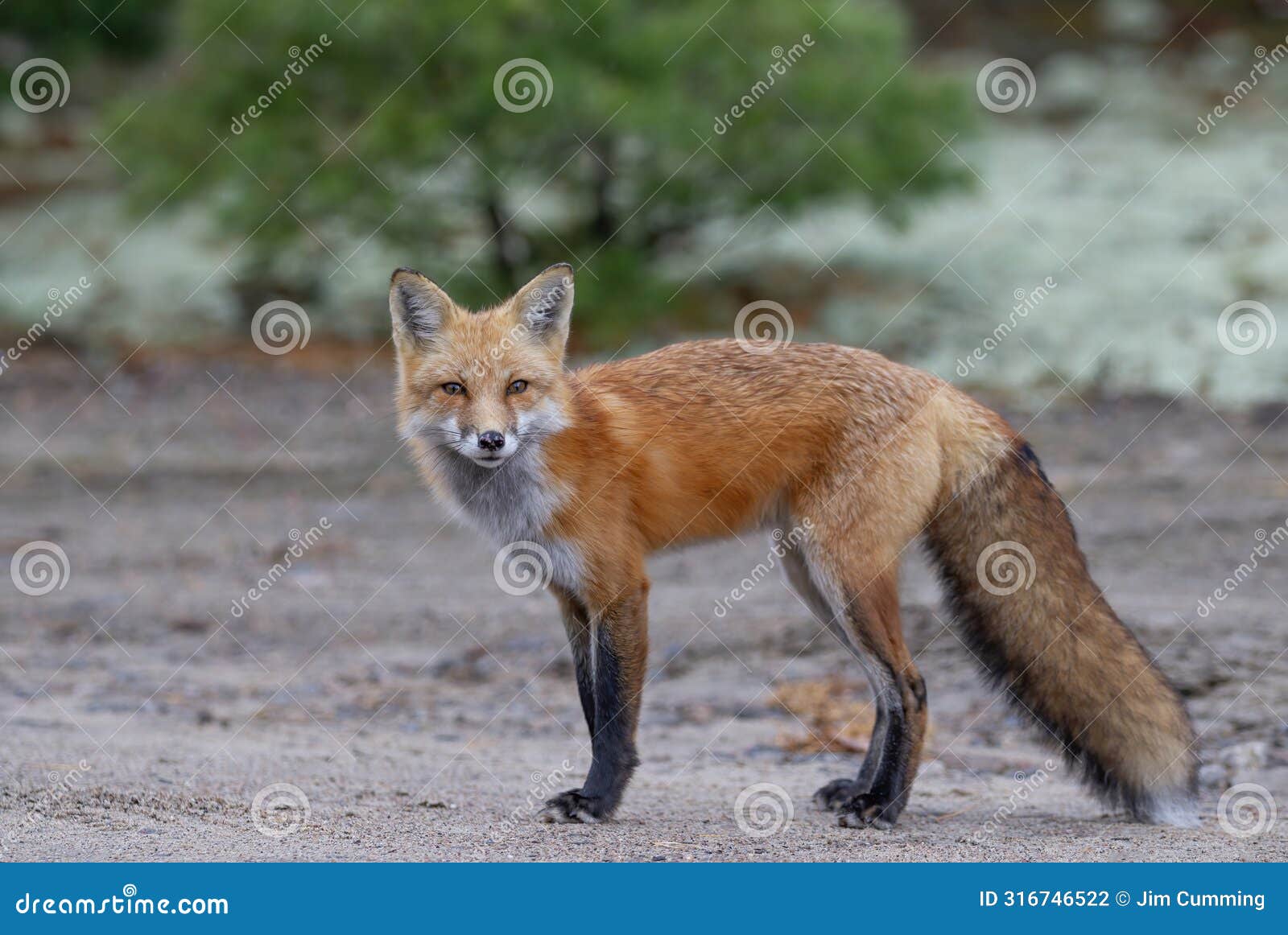red fox in autumn in algonquin park, canada