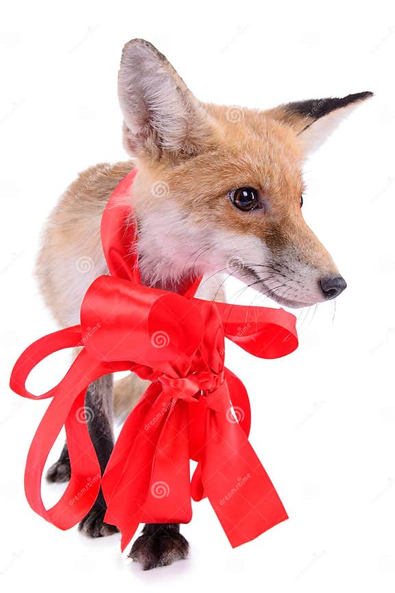 Red fox Christmas stock photo. Image of seasonal, wild 35898416