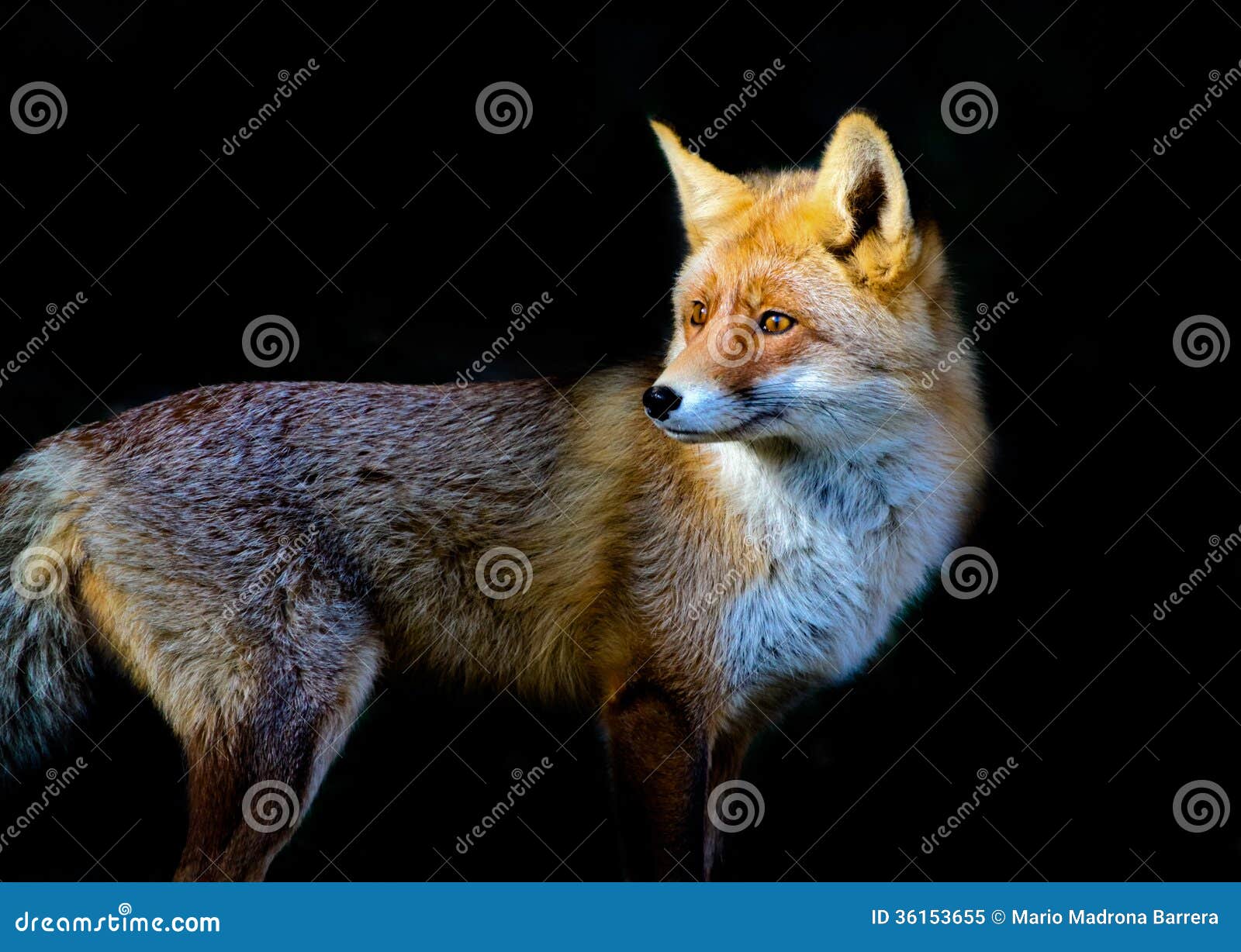 red fox