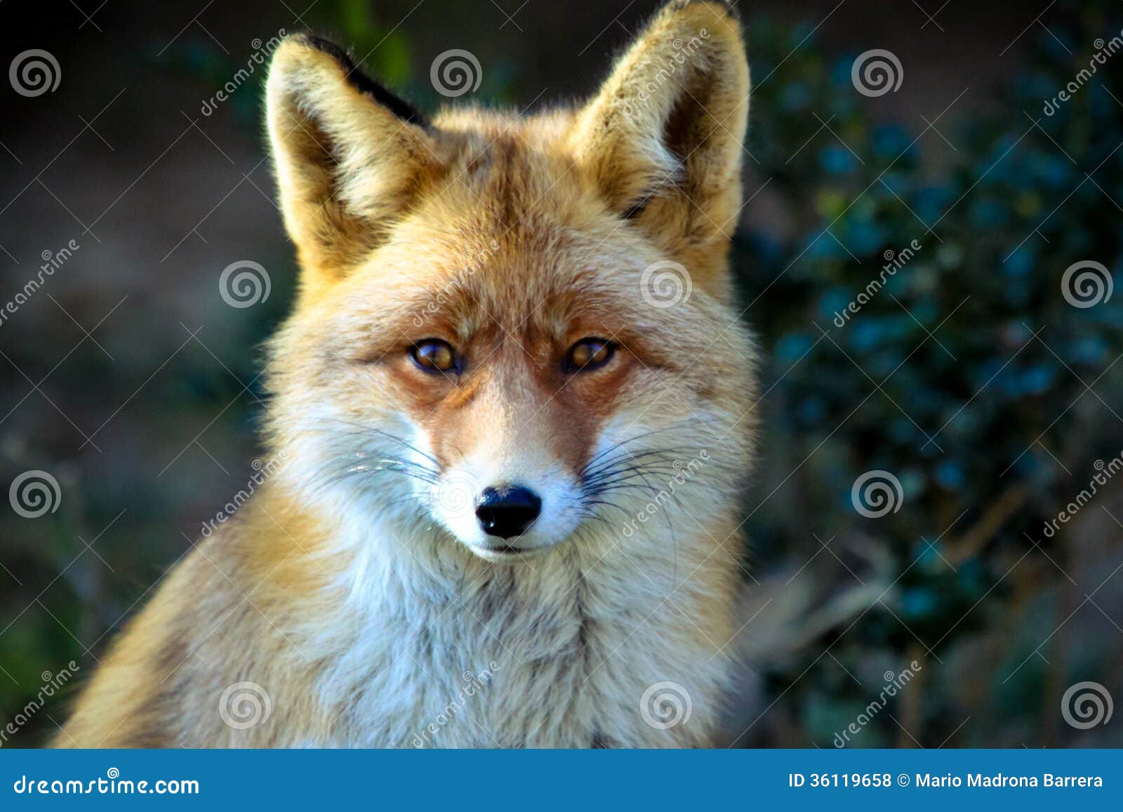 red fox