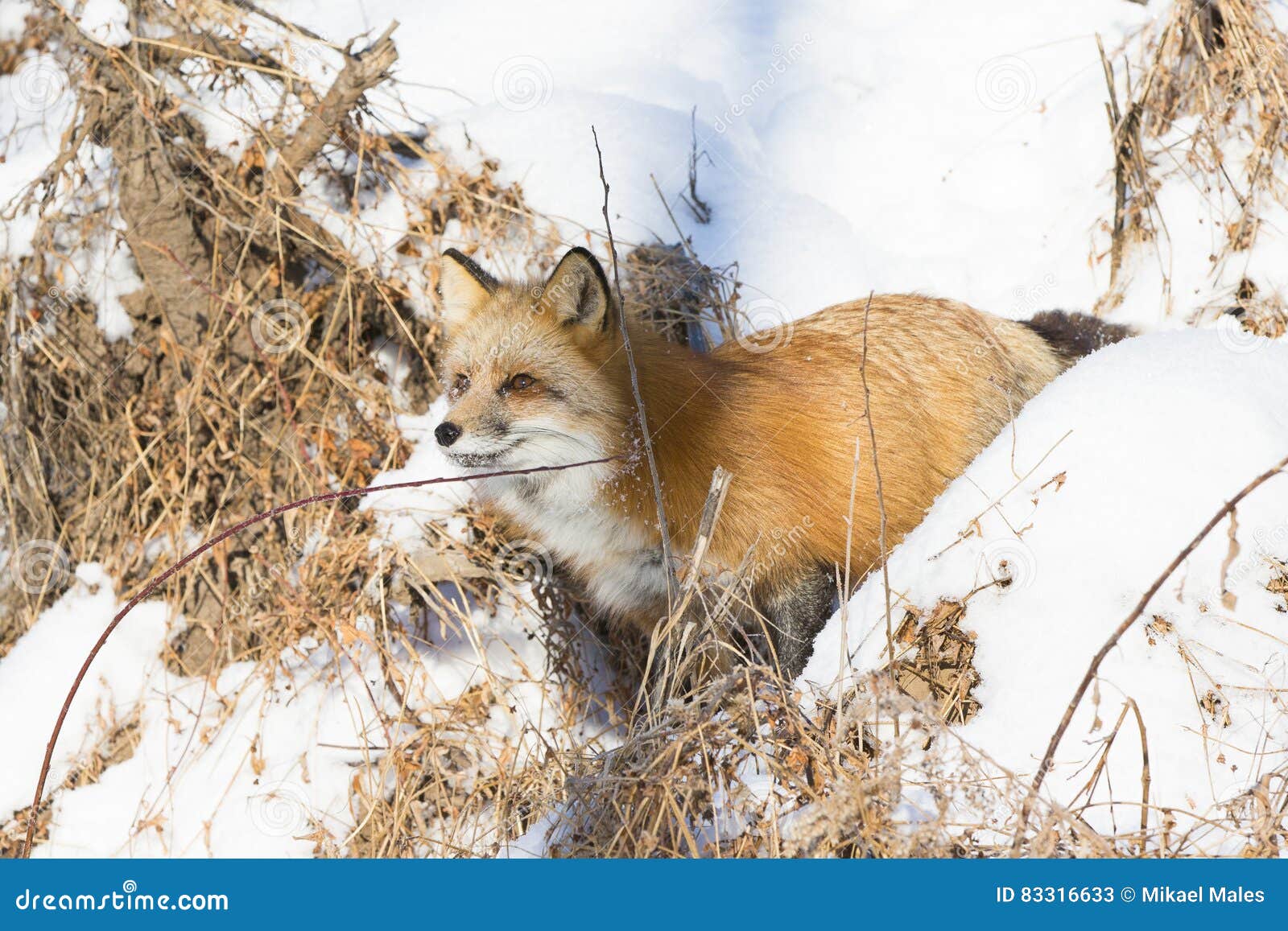 Red fox coming out of den stock image. Image of snow 83316633