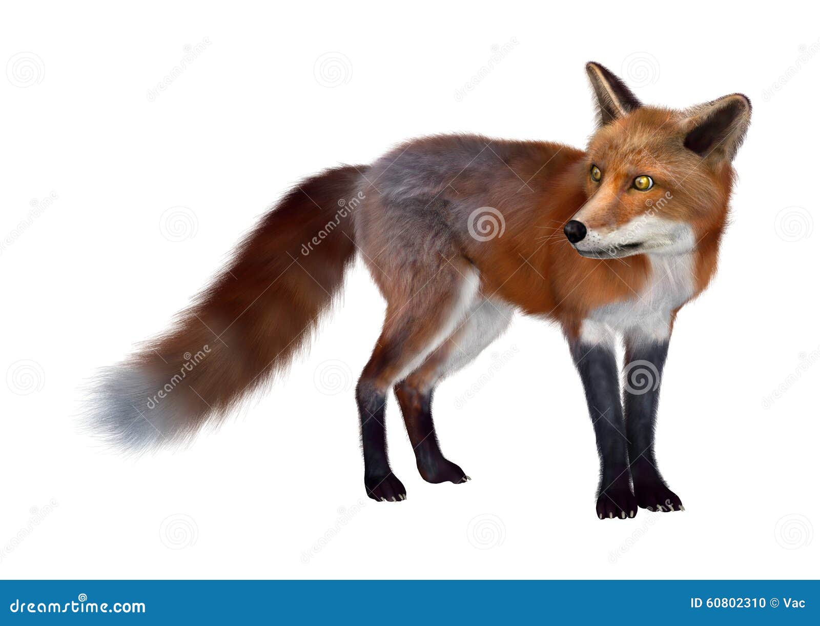 3D digital render of a red fox isolated on white background