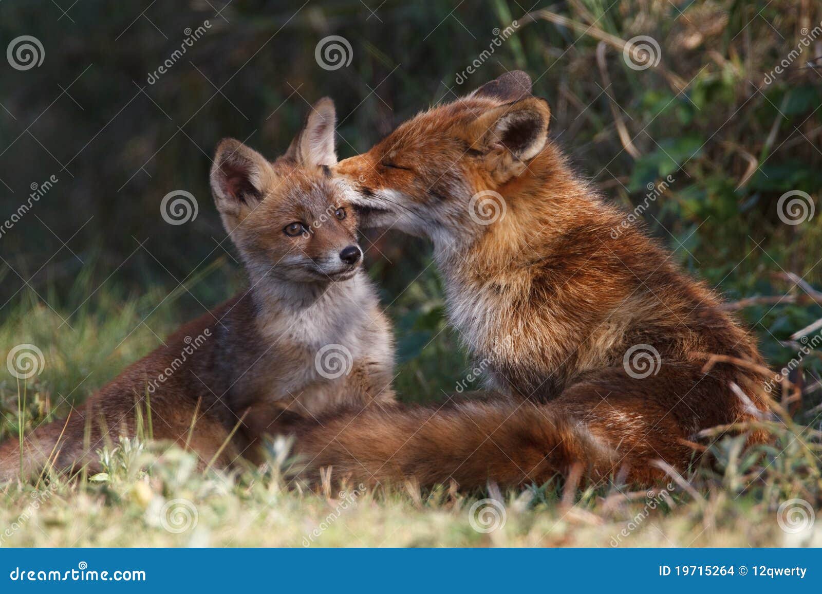 Red fox family stock photo. Image of wildlife, hunting 19715264
