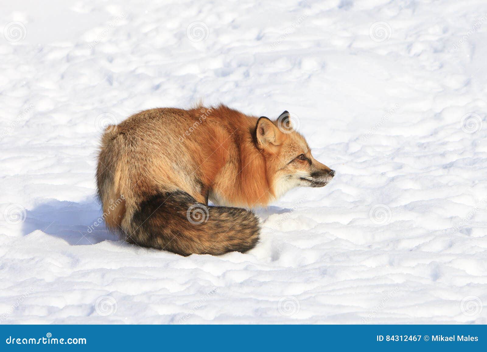 red fox feeling threatened