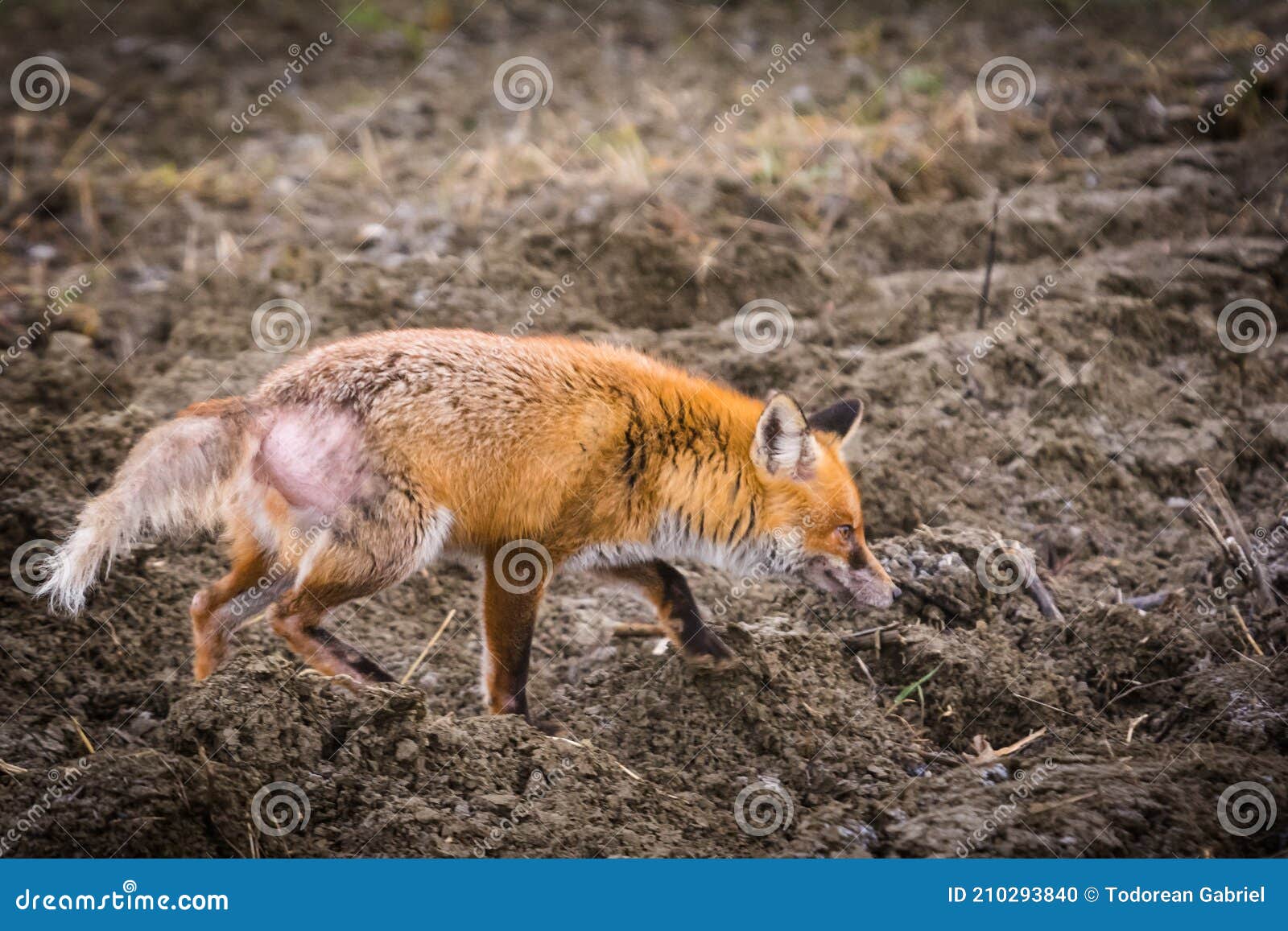 Red Fox on Field with Dermatitis Flea Allergy, Mites Stock Photo