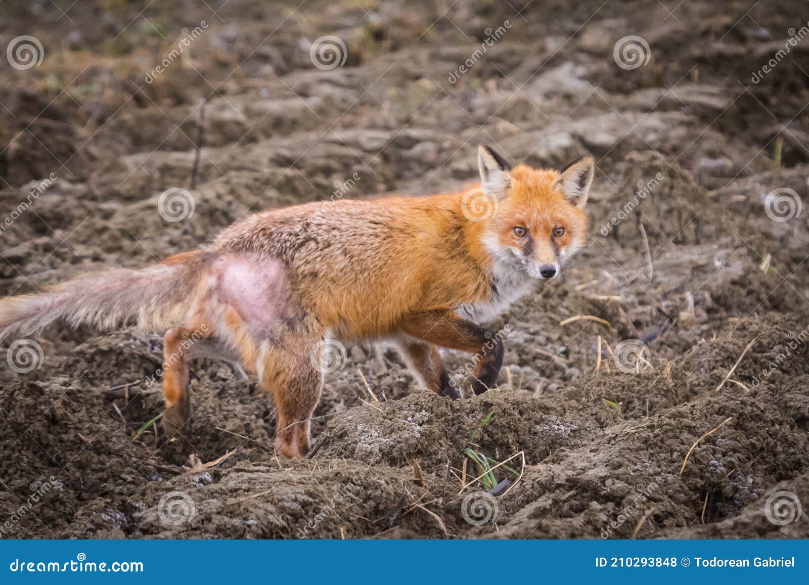 Red Fox on Field with Dermatitis Flea Allergy, Mites Stock Photo