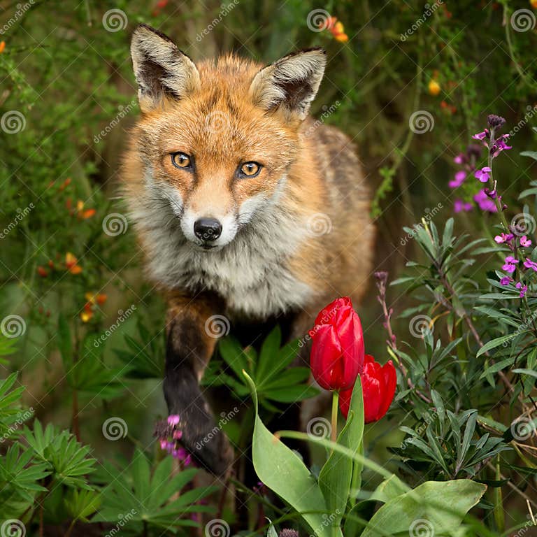 Red fox among the flowers stock photo. Image of mammal 80476620