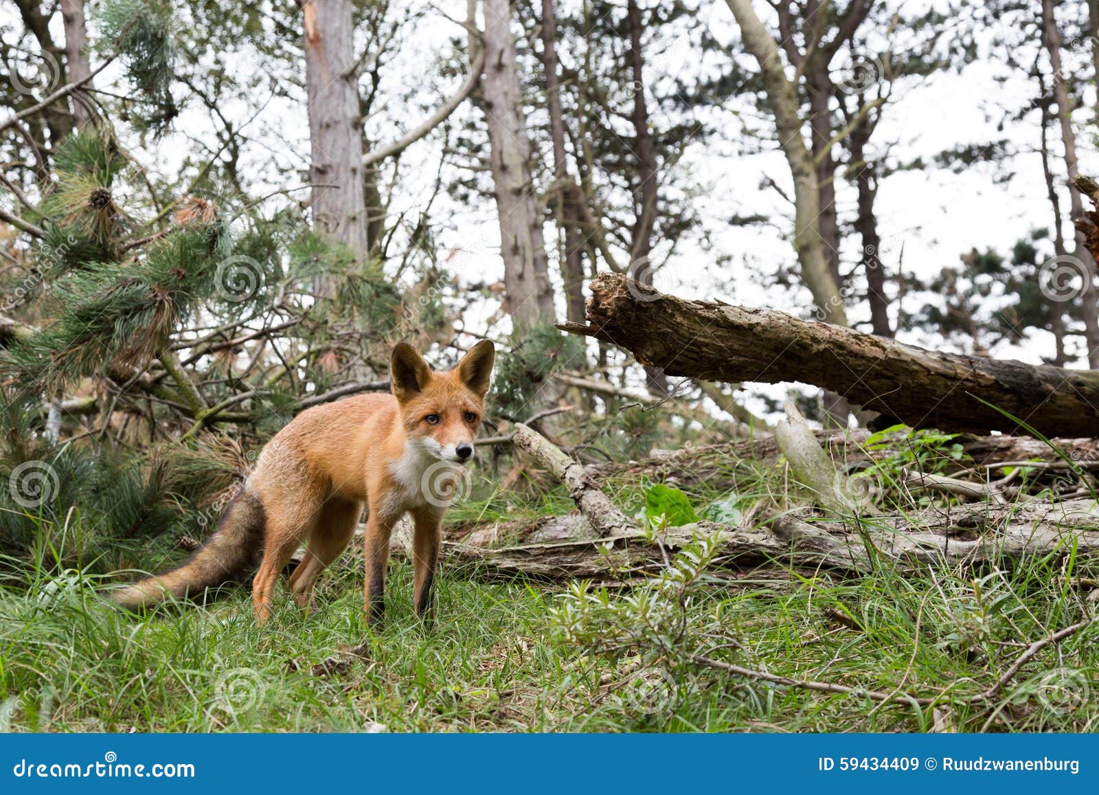 Red Fox. stock image. Image of landscape, nature, hunting 59434409