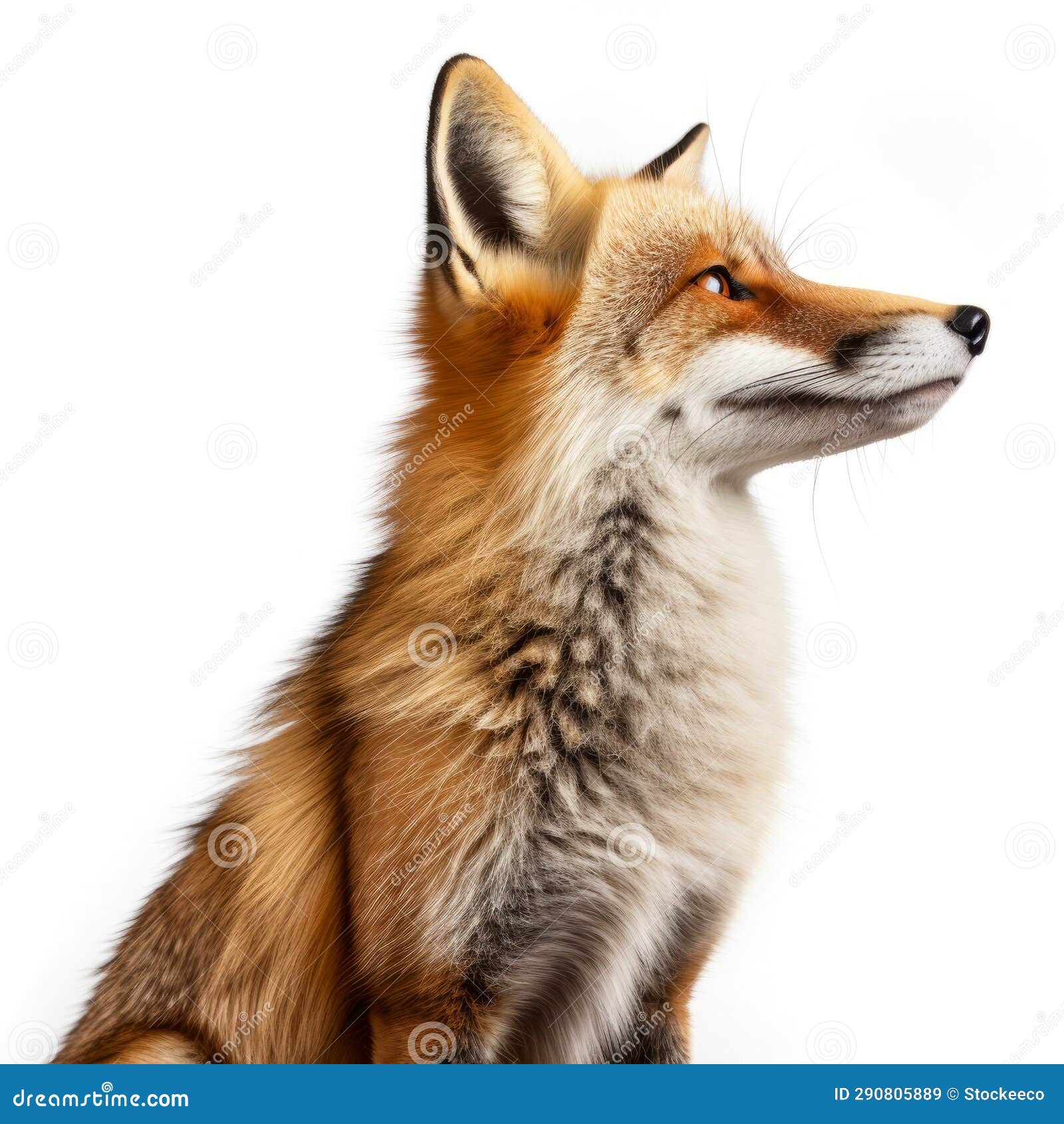 ultra-detailed side view photo of fox on white background