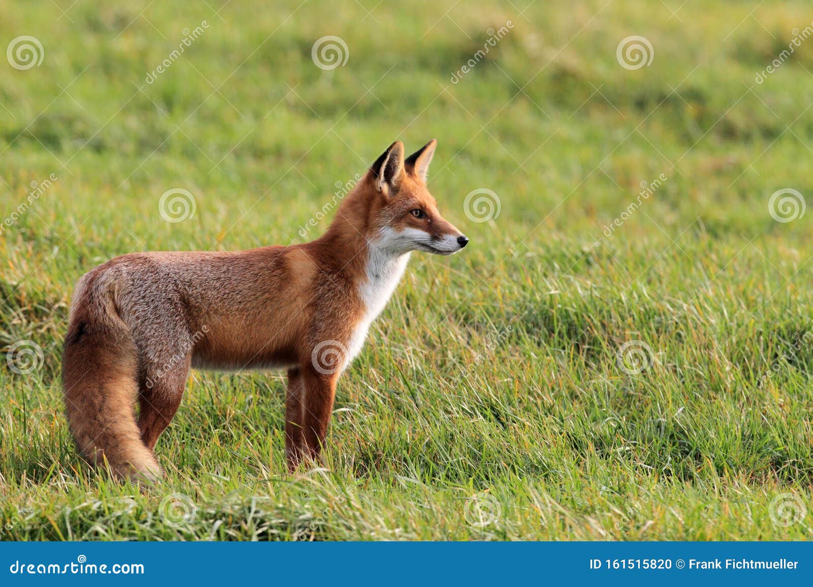 Red Fox (Vulpes Vulpes)Germany Stock Photo Image of skip, portrait