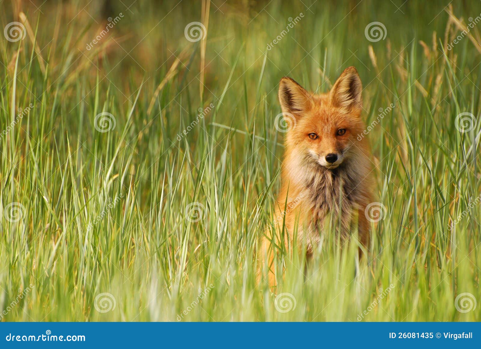 red fox in grass