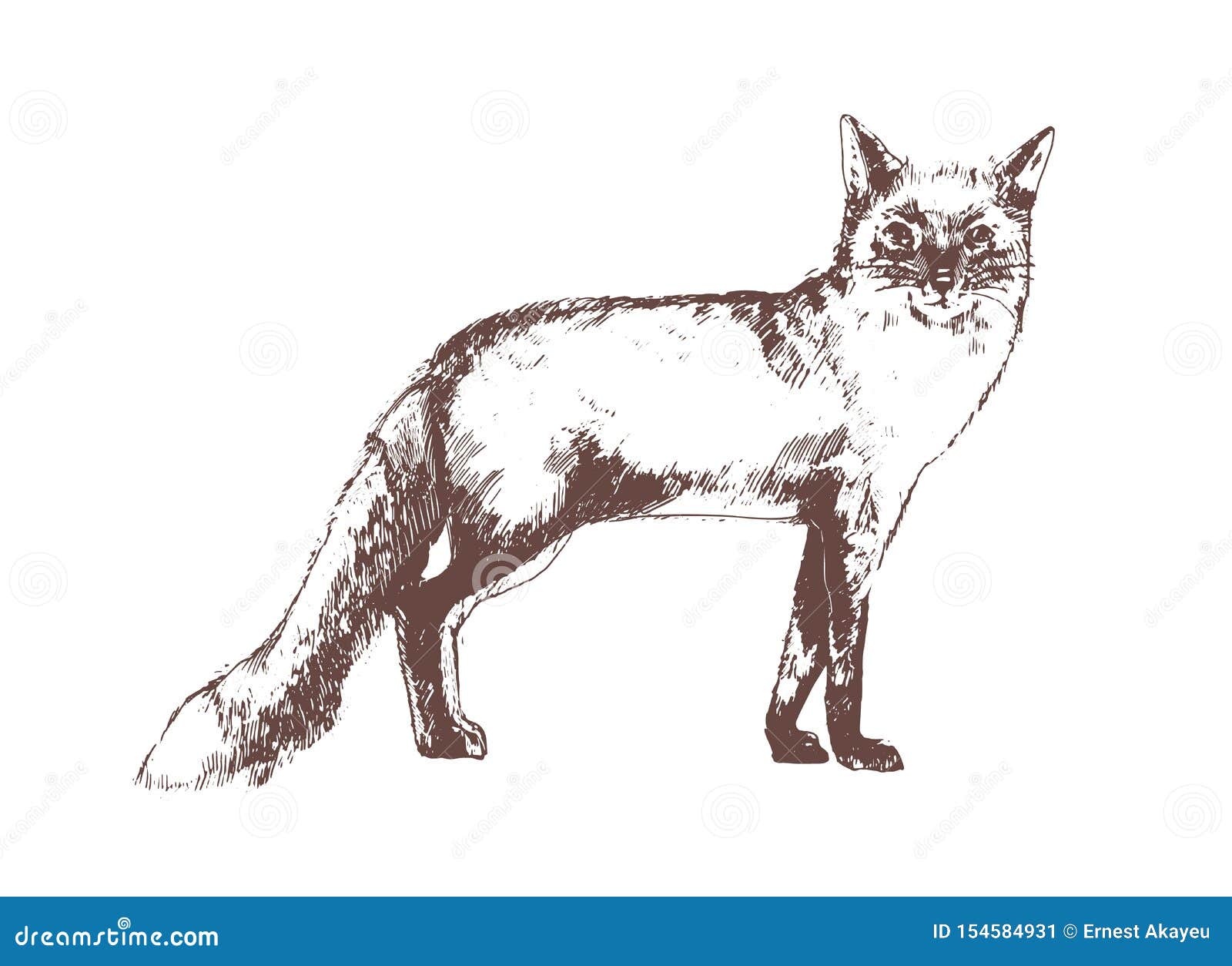 red fox hand drawn with contour lines on white background. beautiful realistic elegant drawing of forest omnivorous