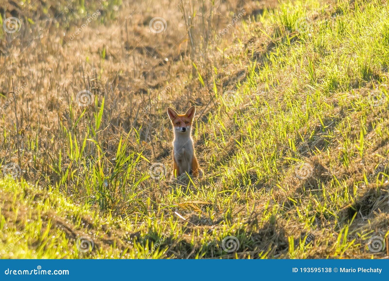 A Red Fox Hunting in a Meadow Stock Photo Image of hunter, fauna
