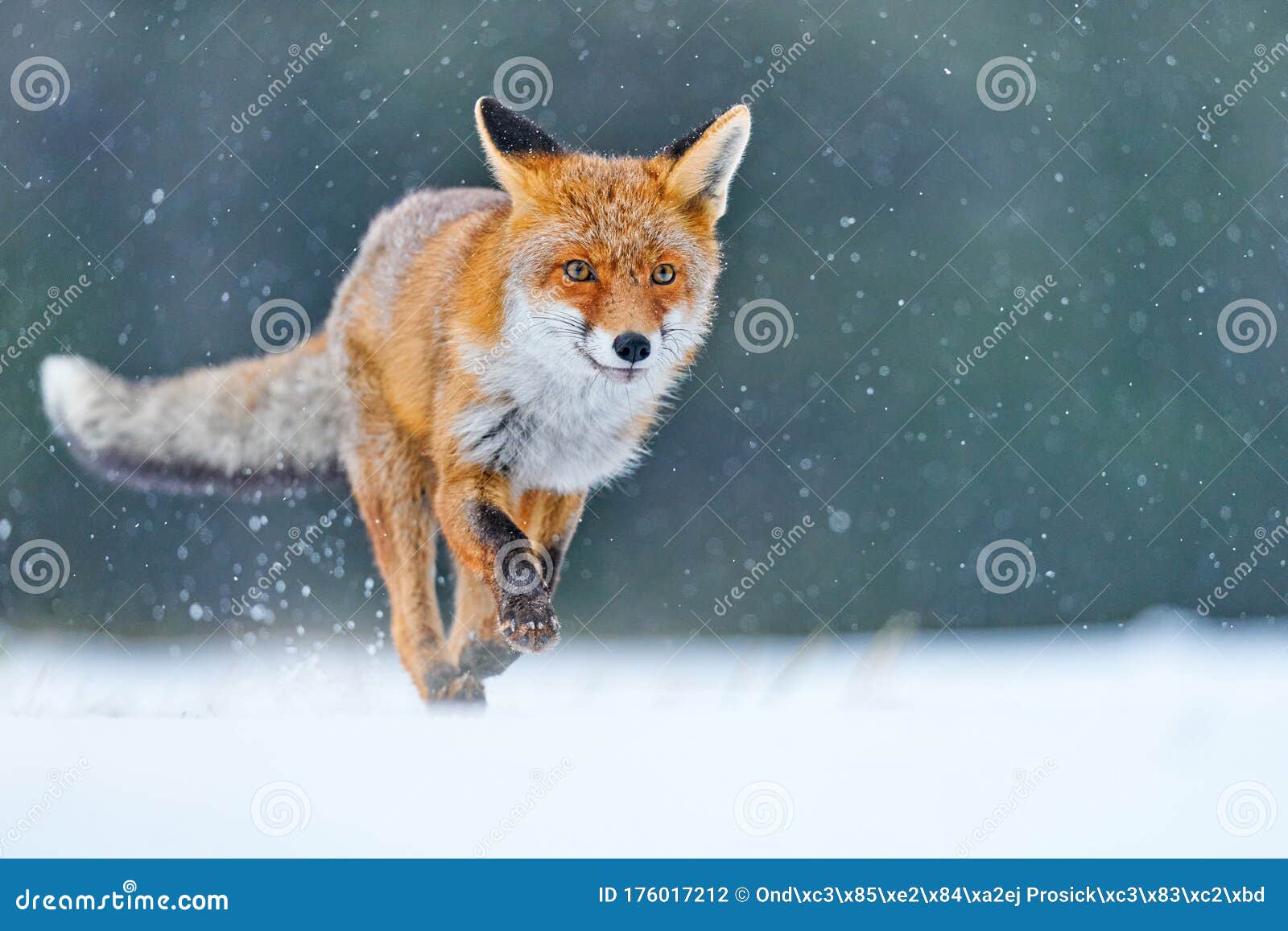 red fox hunting, vulpes vulpes, wildlife scene from europe. orange fur coat animal in the nature habitat. fox on the winter forest