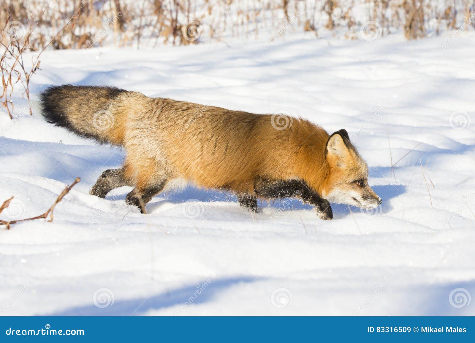 red fox intent on catching prey