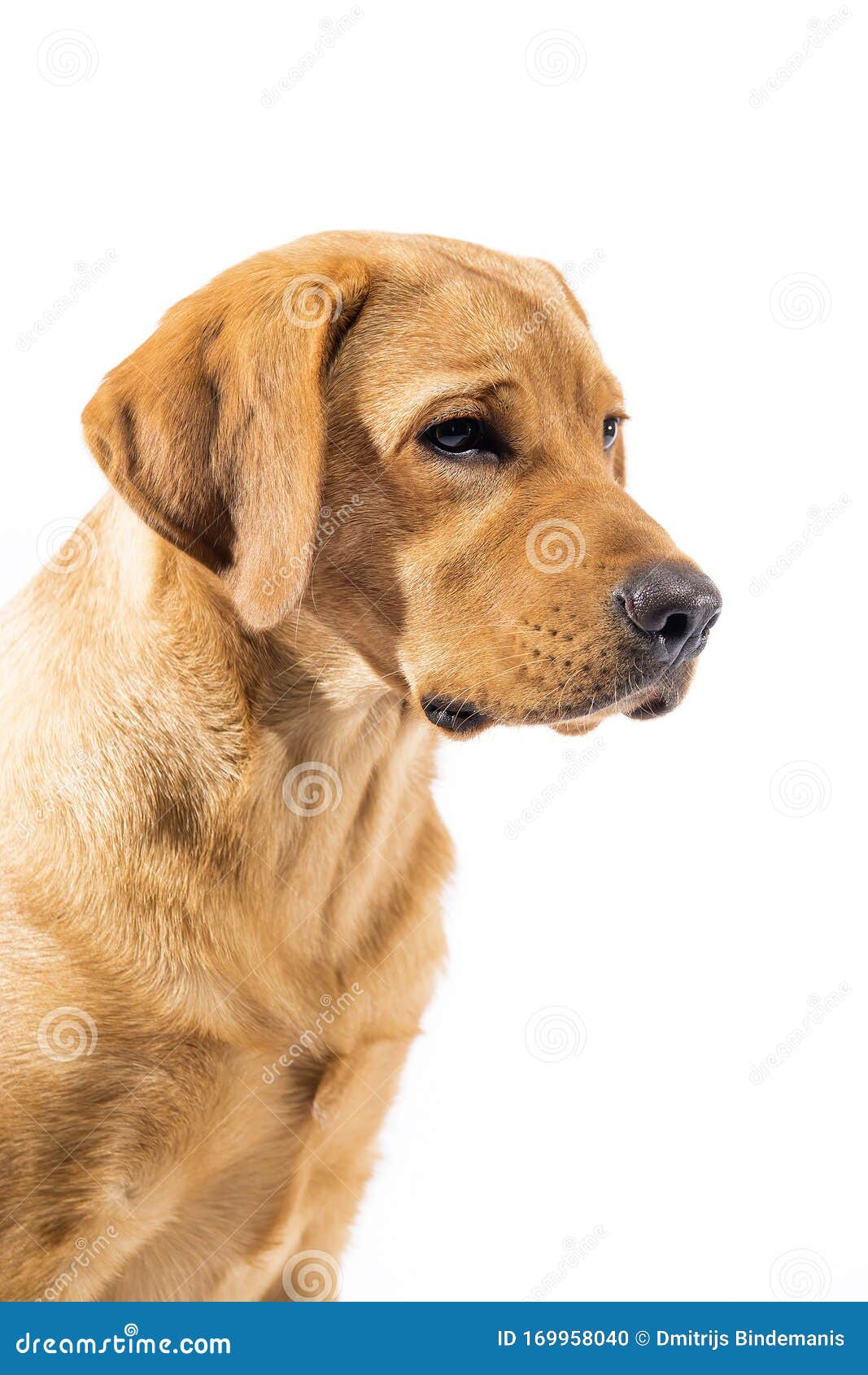 Red Fox Labrador Retriever On White Background Stock Photo Image Of Animal Hair