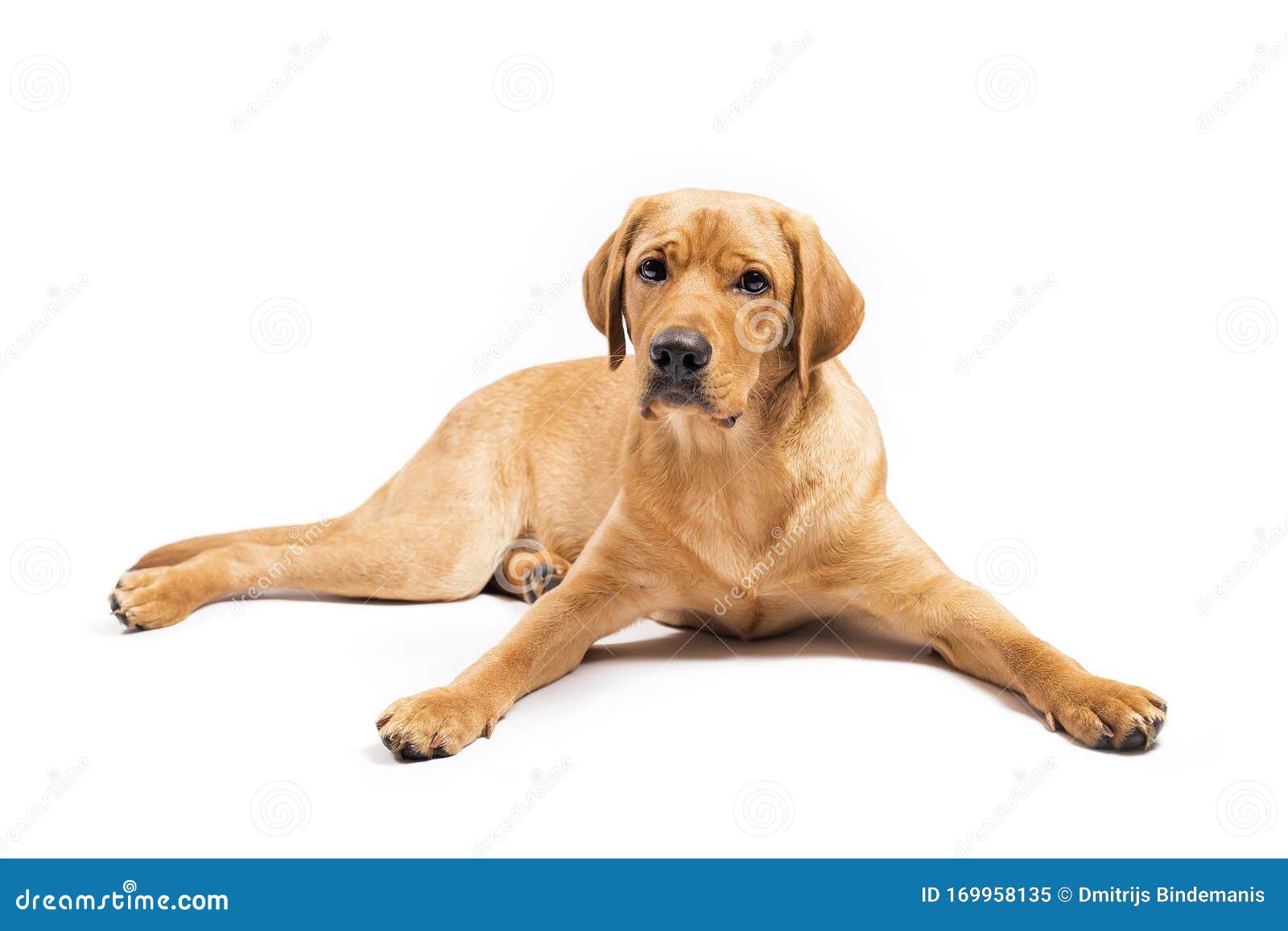 Red Fox Labrador Retriever On White Background Stock Image Image Of Happy Animal