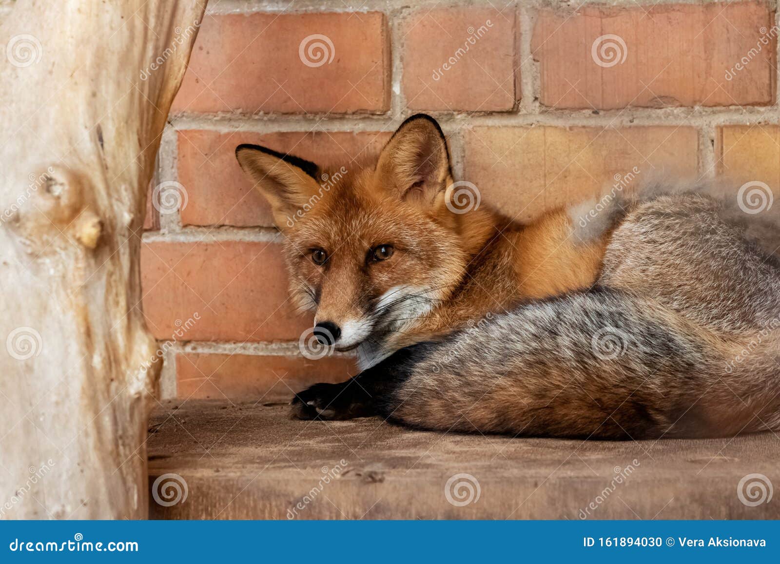 Red Fox Lies on Brick Wall Background Stock Photo Image of frontal
