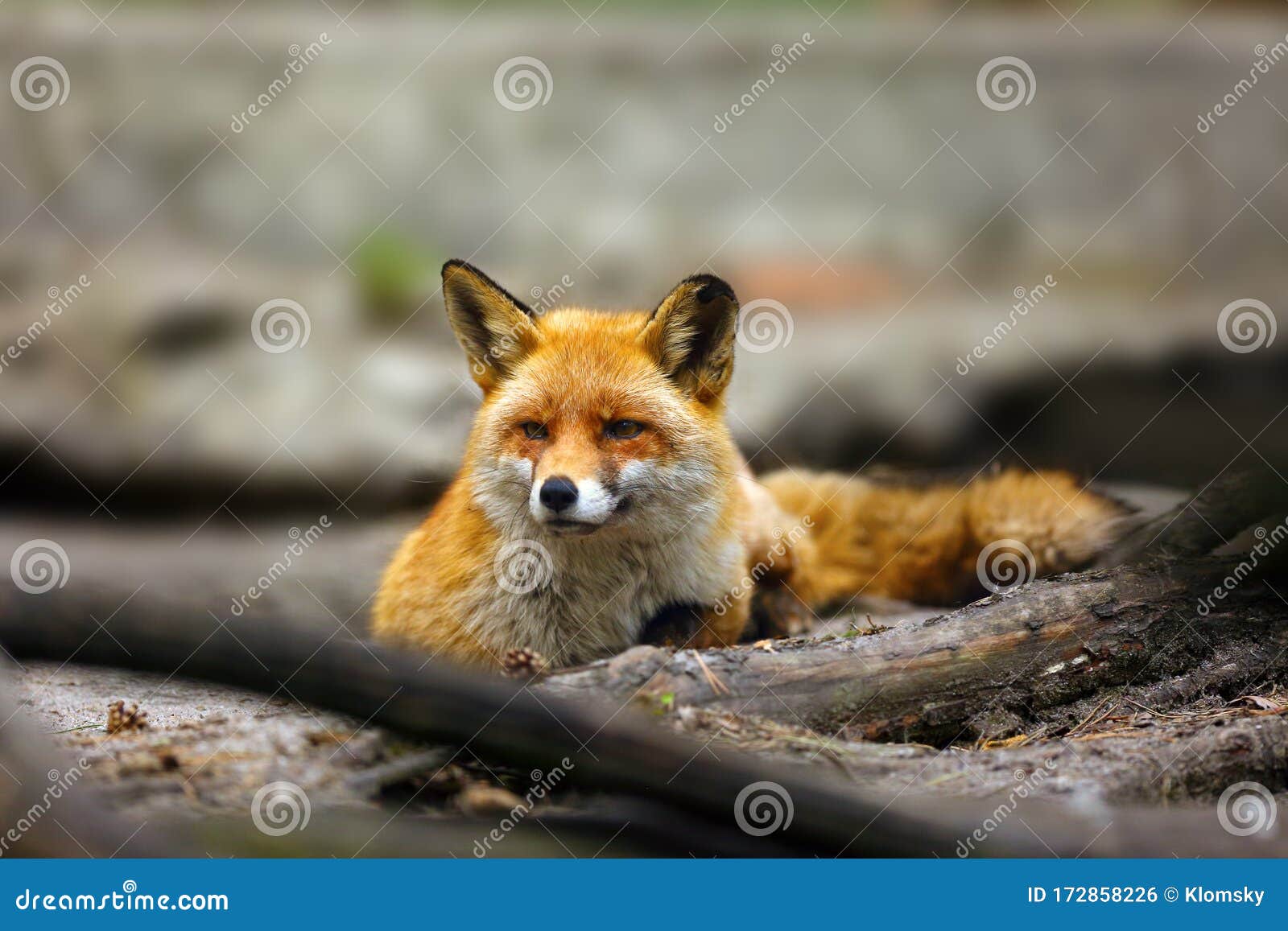 The Red Fox Lying Near Their Burrows. Red Fox Lying on the Sand and in