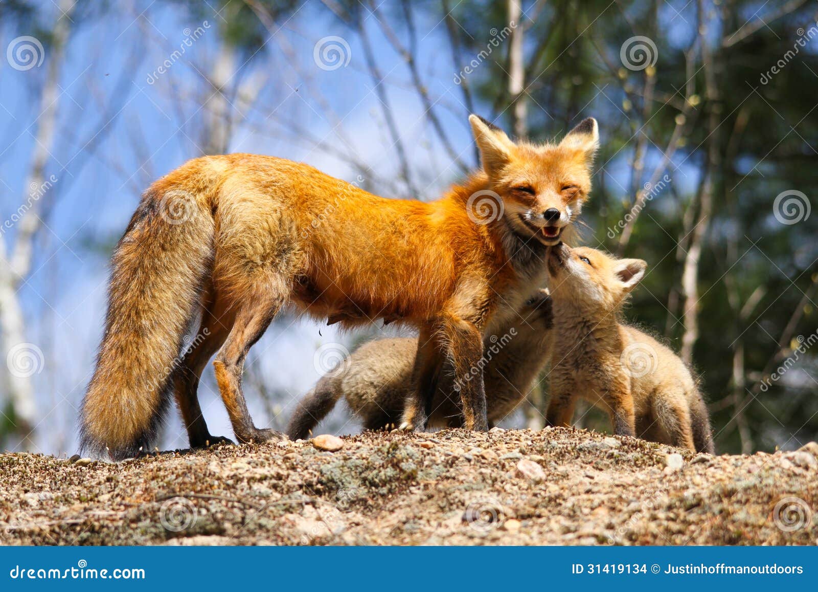 red fox mother and kits