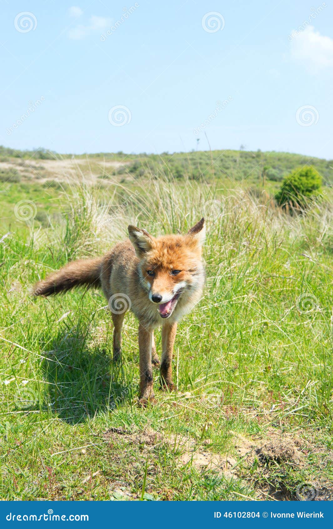 Red fox stock photo. Image of sunlight, treess, landscape 46102804