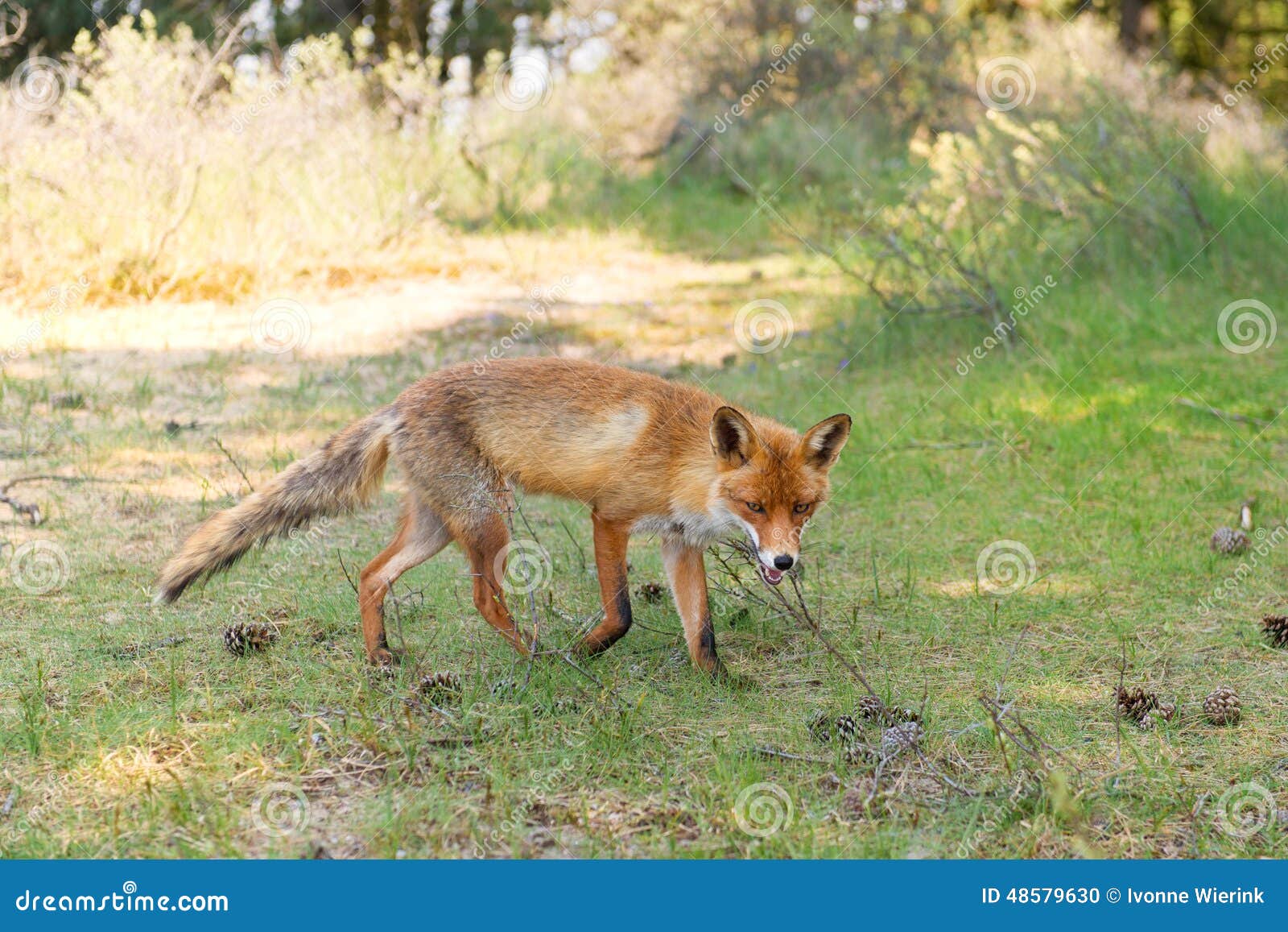 Red fox stock photo. Image of holland, sunlight, life 48579630