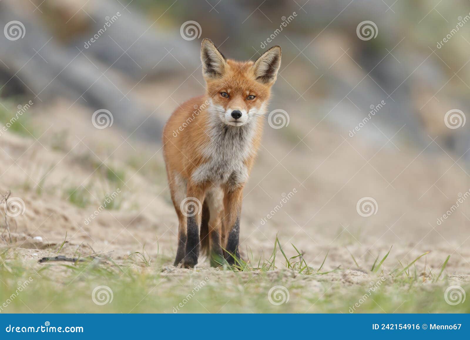 red fox in nature