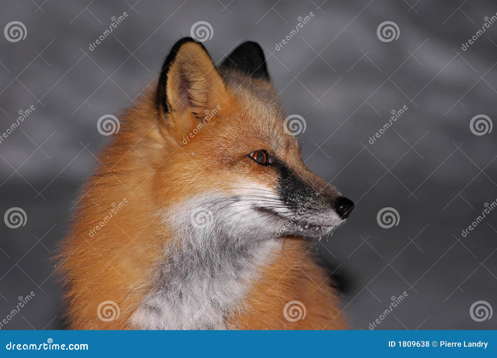 are foxes scavengers are foxes scavengers