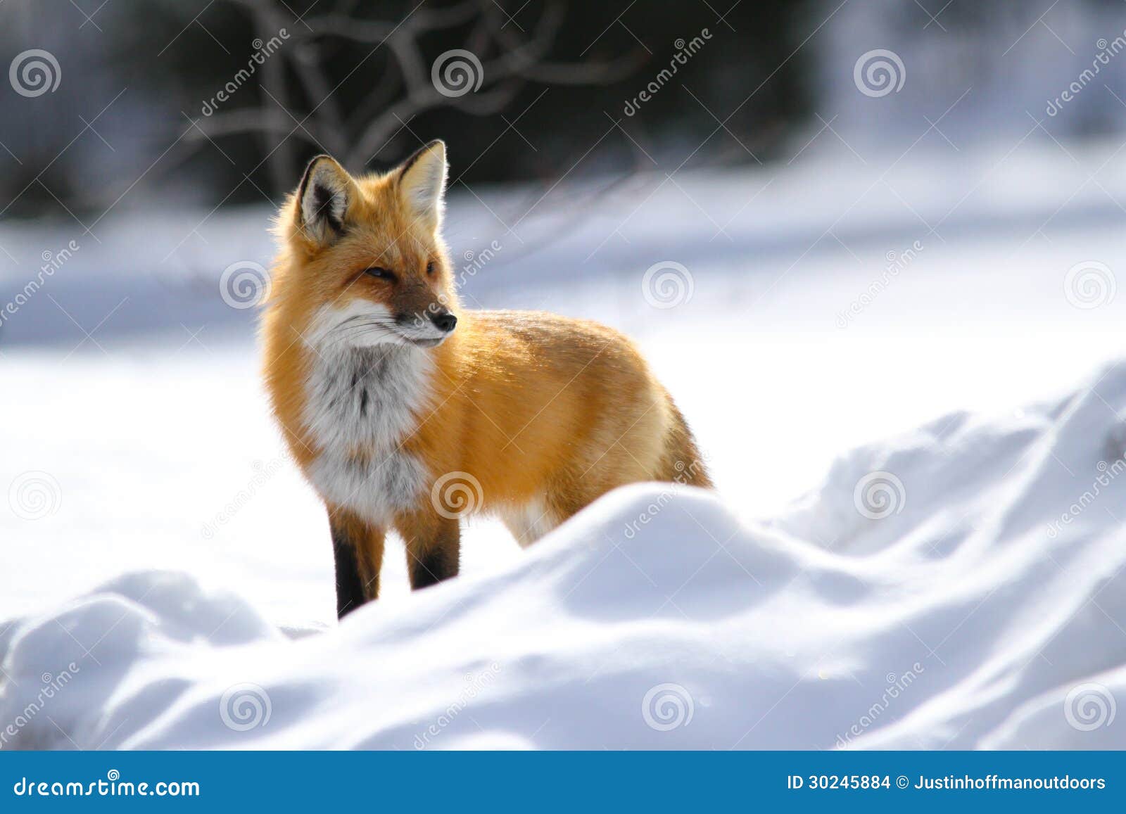 red fox poses in snow