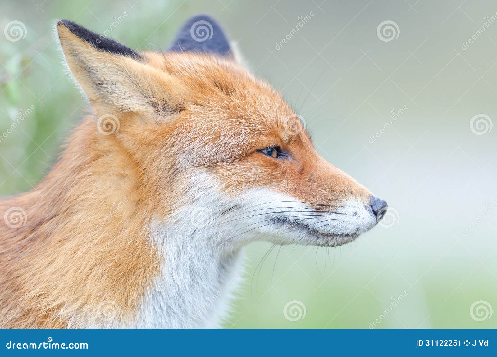Red Fox stock image. Image of canine, wildlife, vulpes - 31122251