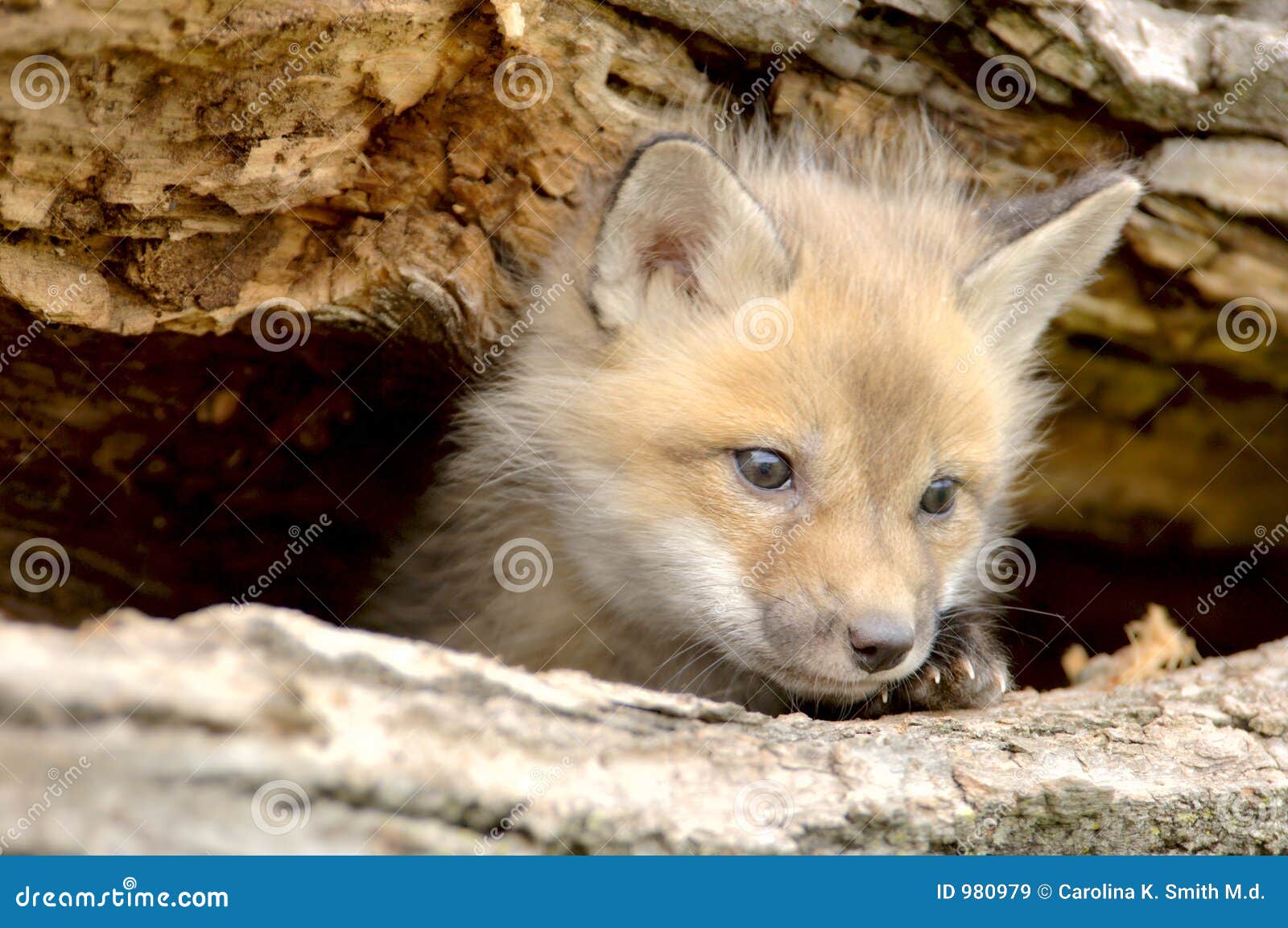 red fox pup-vulpes vulpes-looking camera left
