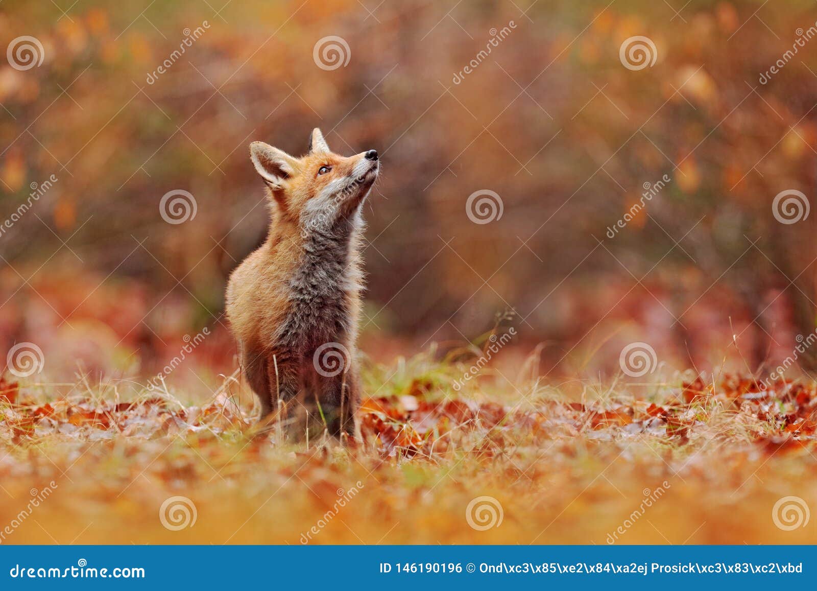 red fox running on orange autumn leaves. cute red fox, vulpes vulpes in fall forest. beautiful animal in the nature habitat.