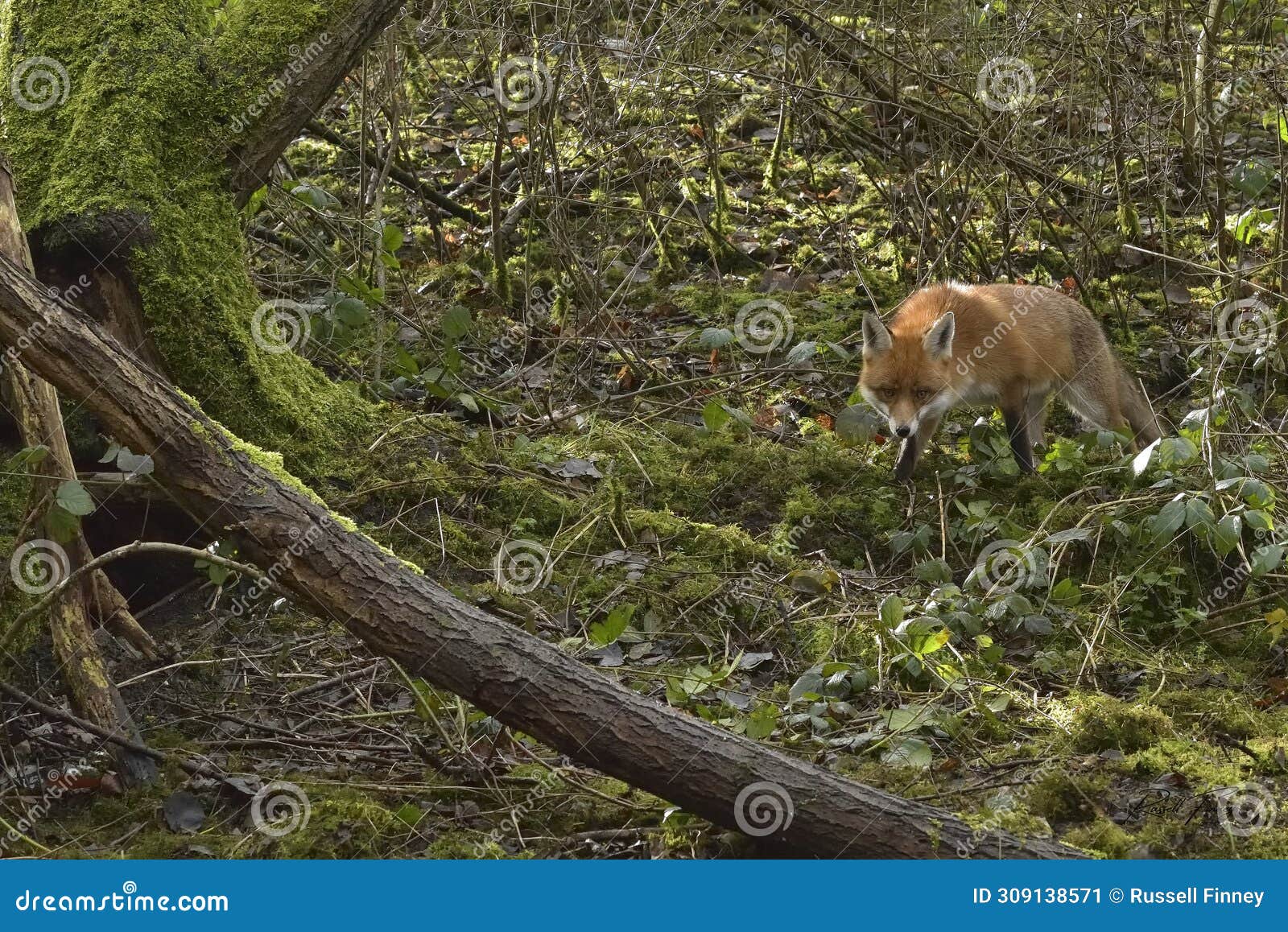 red fox scientific name: vulpes vulpes