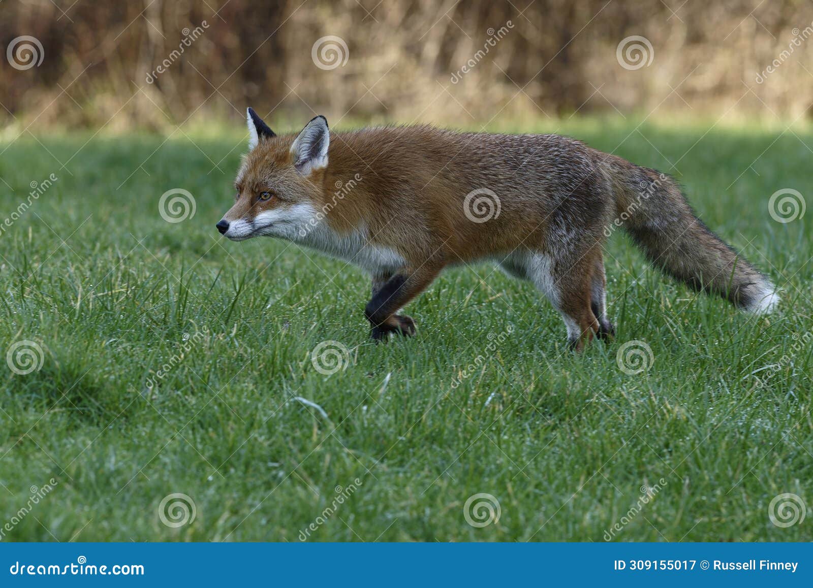 red fox scientific name: vulpes vulpes