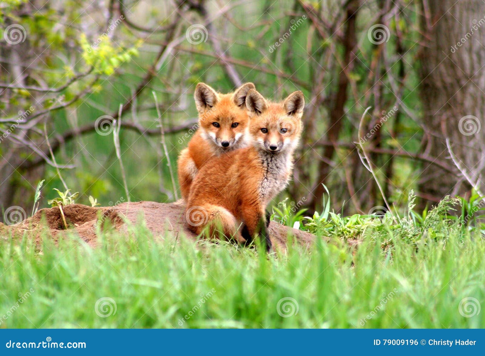 red fox siblings