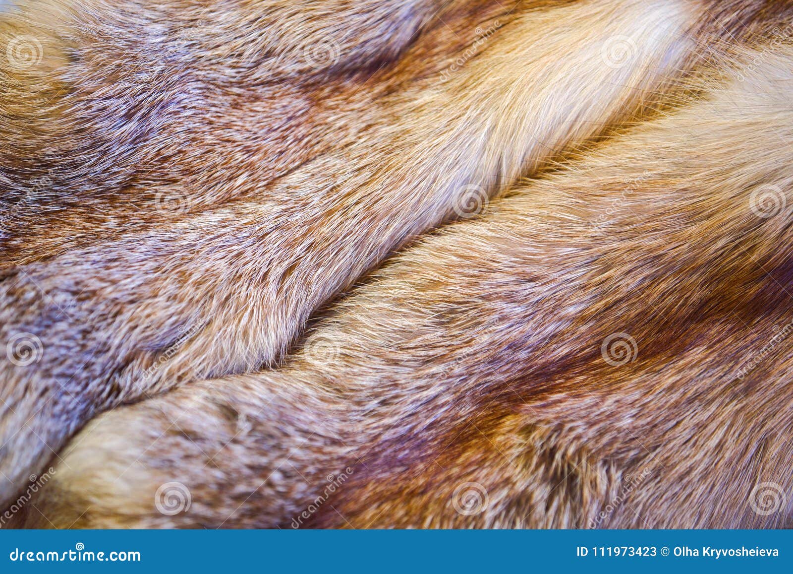 Red Fox Skin. Fox Fur with Pied Beautiful Hairs Stock Image - Image of