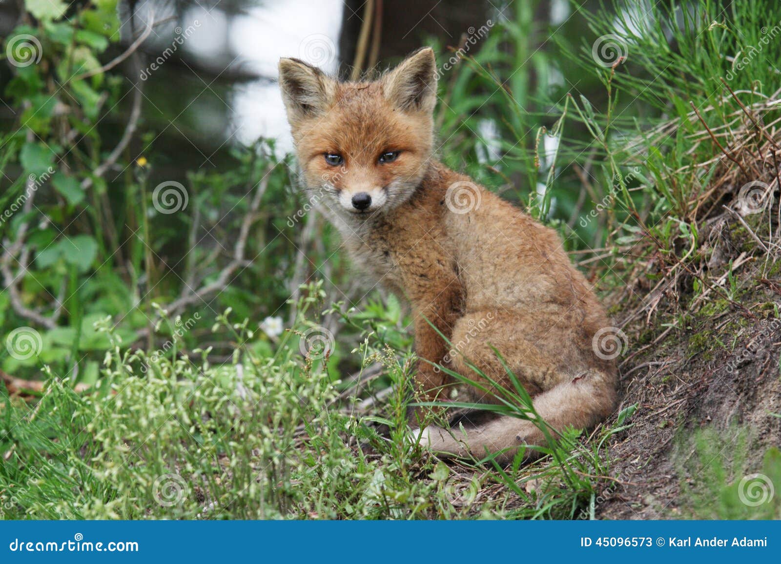 red fox smile